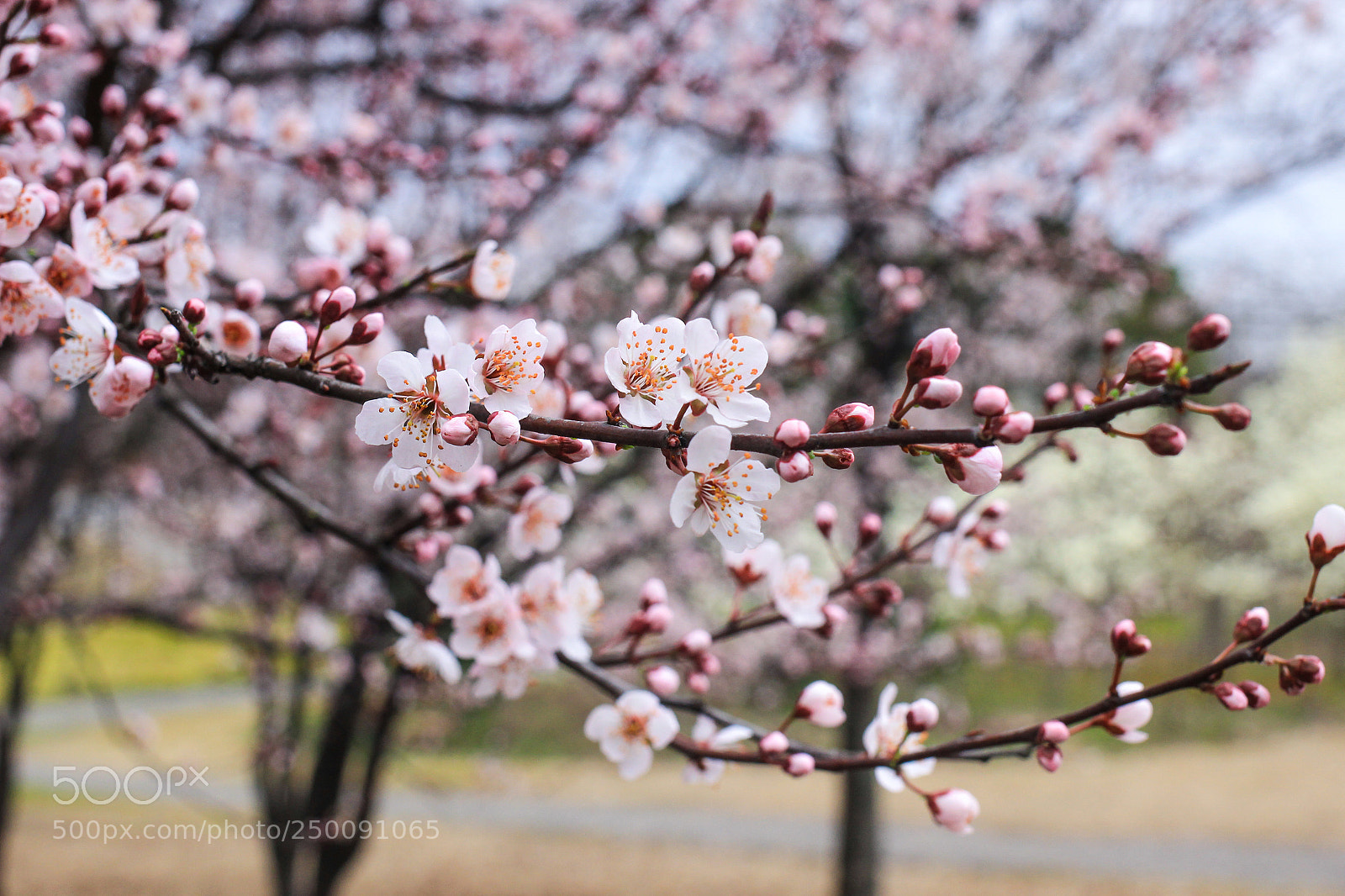 Canon EOS 600D (Rebel EOS T3i / EOS Kiss X5) sample photo. 一候玄鸟至；二候雷乃发声；三候始电。今日春分。 photography