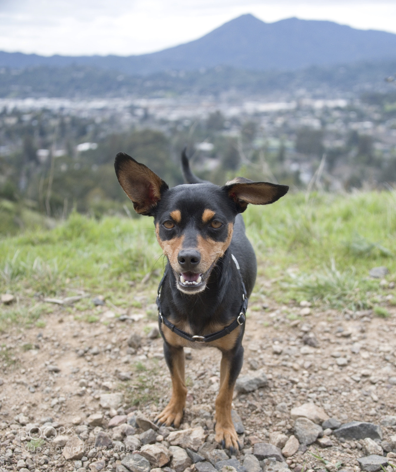 Nikon D750 sample photo. Small, smiling dog photography