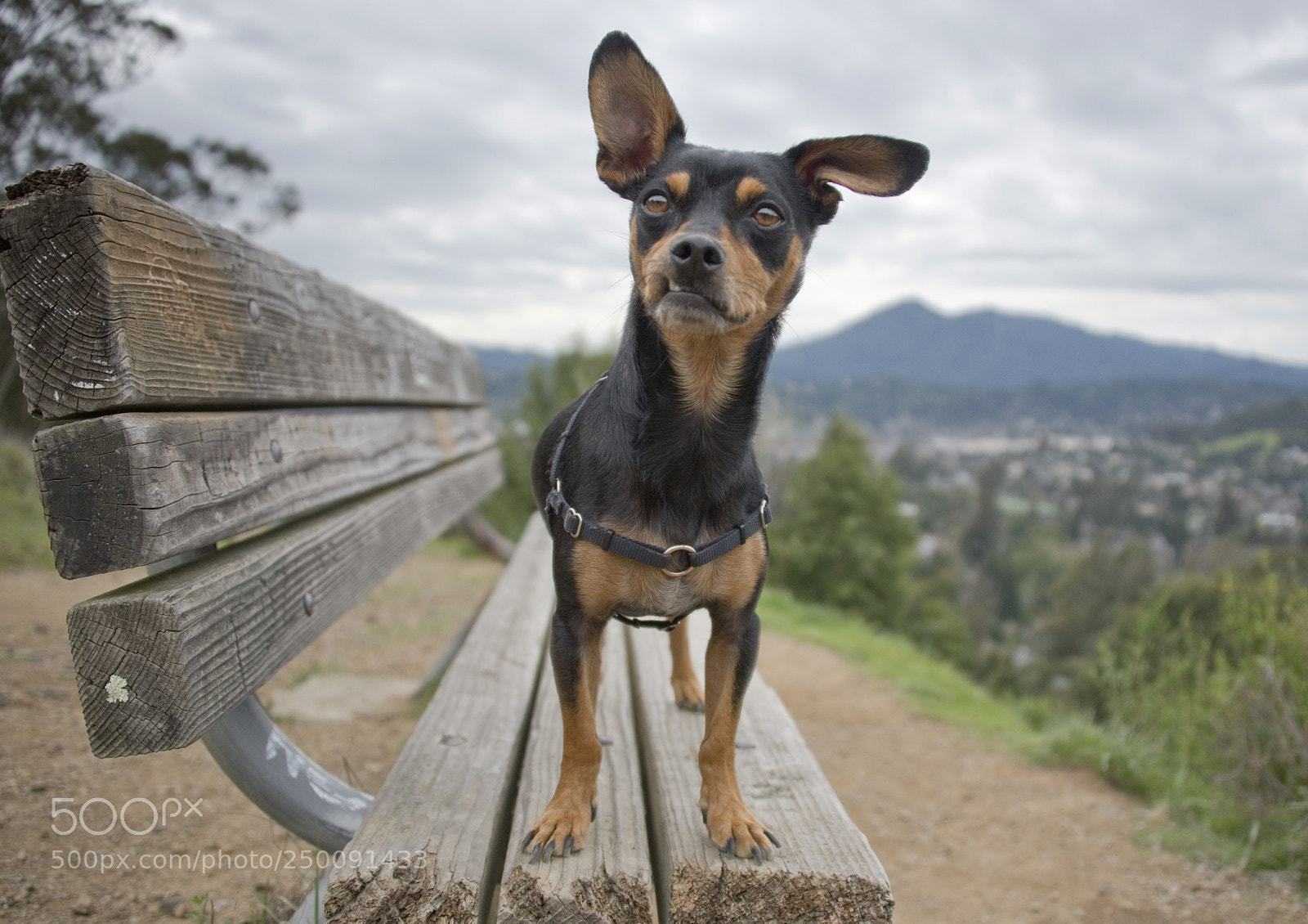 Nikon D750 sample photo. Small dog posing on photography