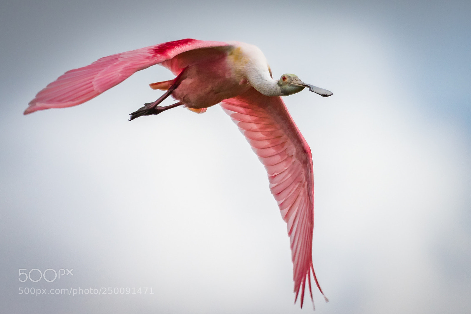 Canon EOS 7D Mark II sample photo. Spoonbill  flyby photography