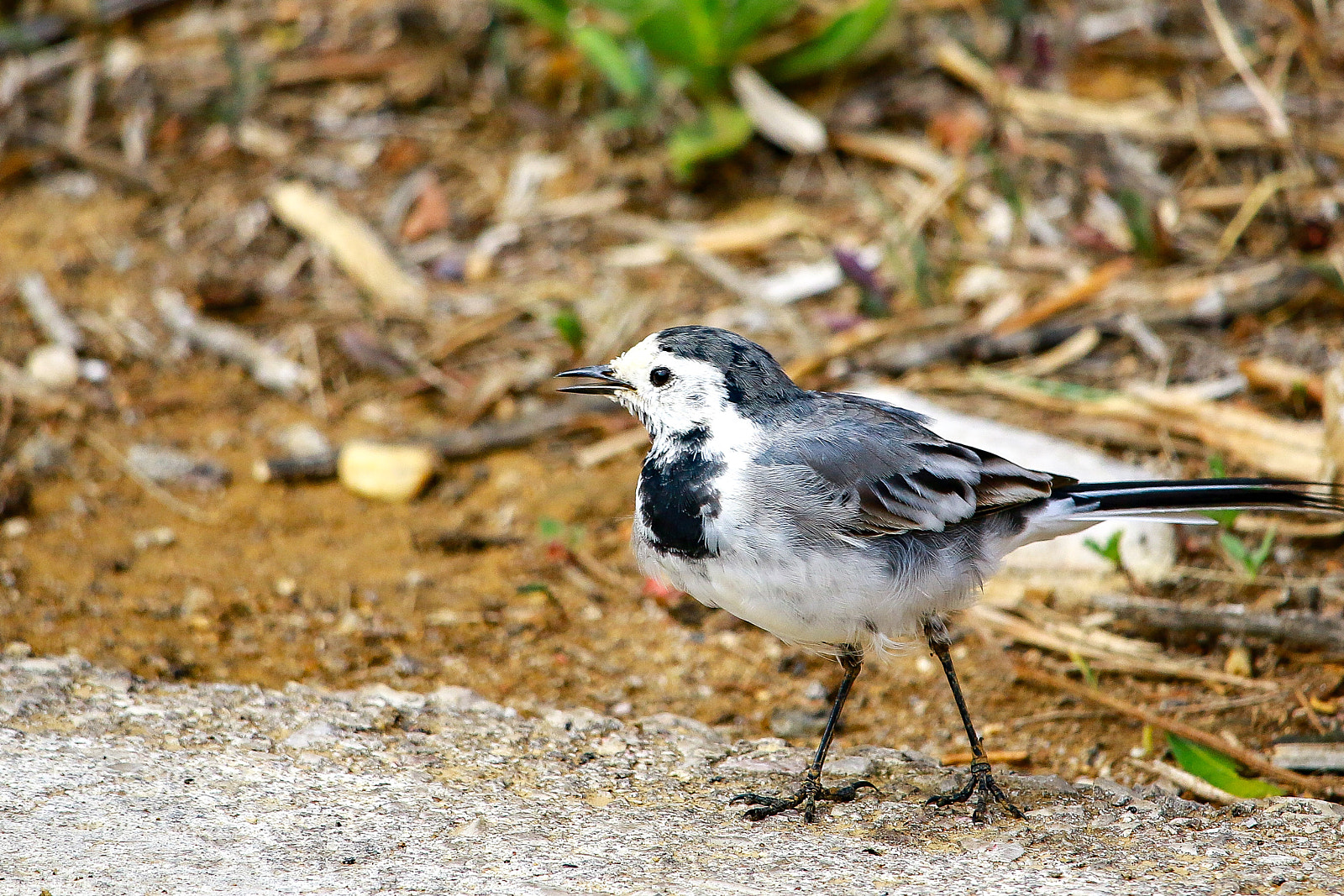 Canon EOS 70D sample photo. Bird photography