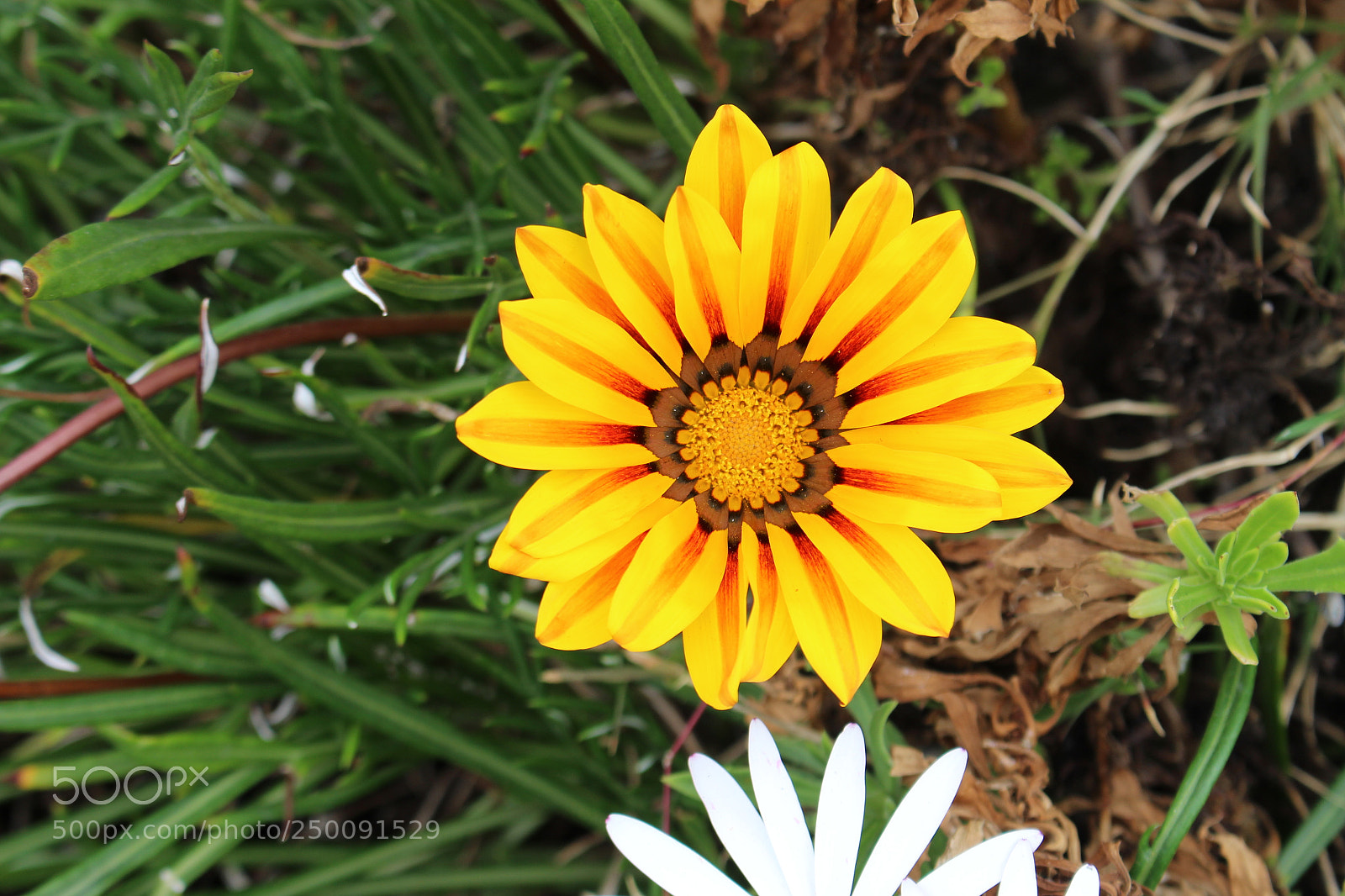Canon EOS 700D (EOS Rebel T5i / EOS Kiss X7i) sample photo. Img photography