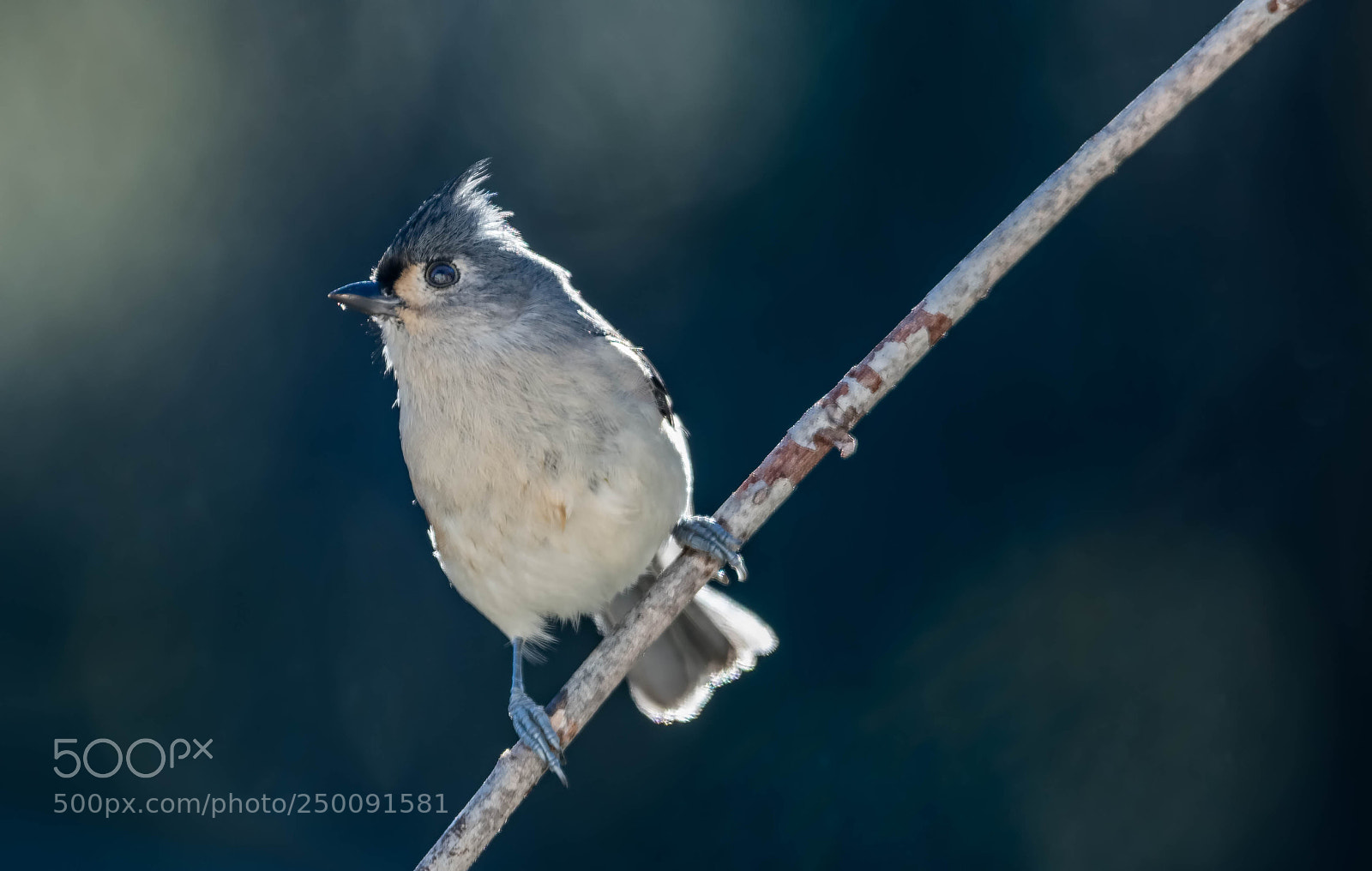 Nikon D500 sample photo. Tufted titmouse photography