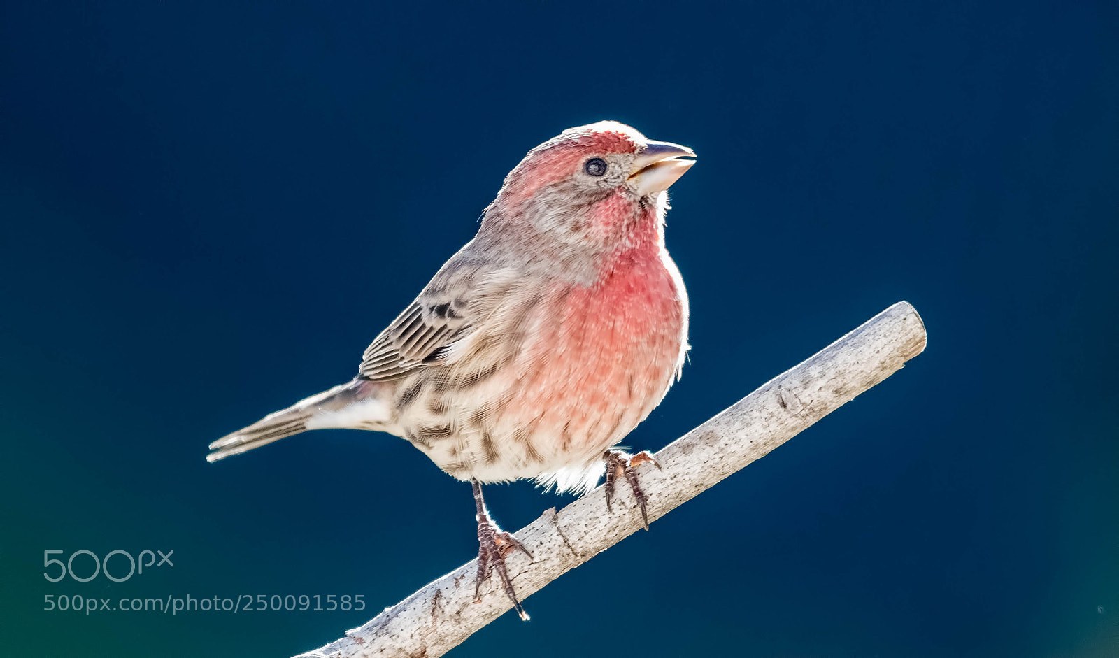 Nikon D500 sample photo. House finch photography