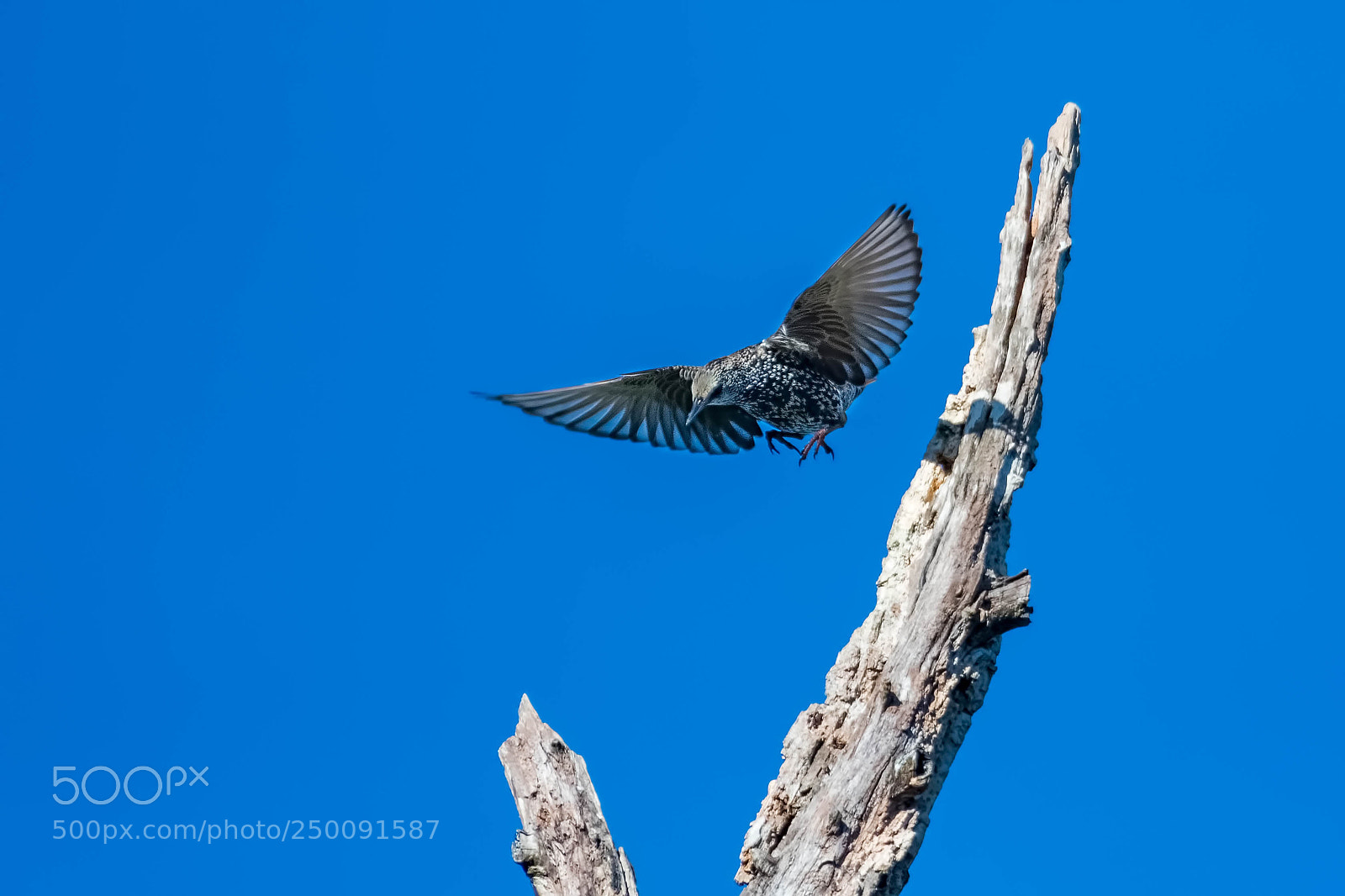 Nikon D500 sample photo. European starling photography