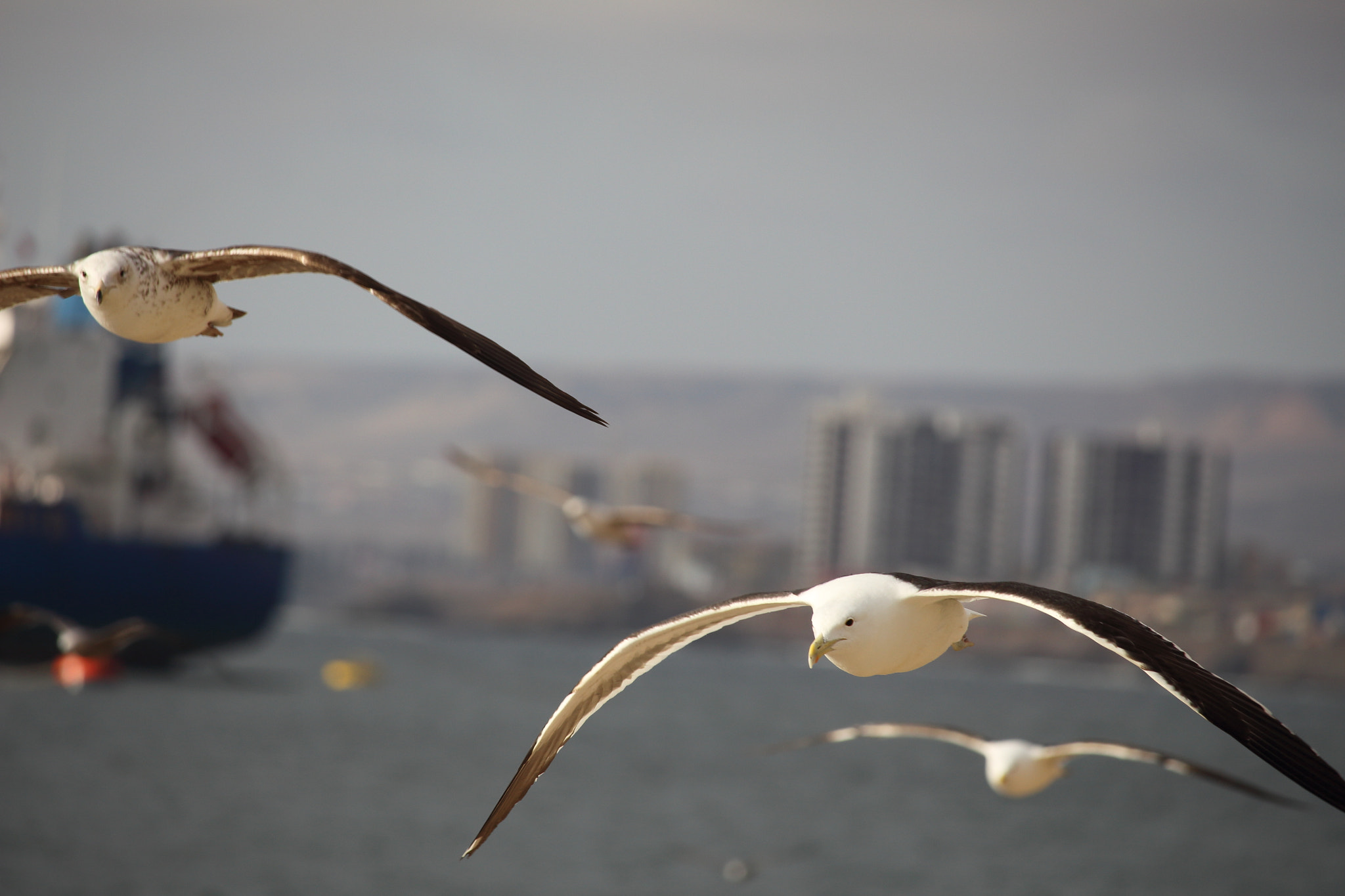 Canon EF-S 55-250mm F4-5.6 IS STM sample photo. Free photography