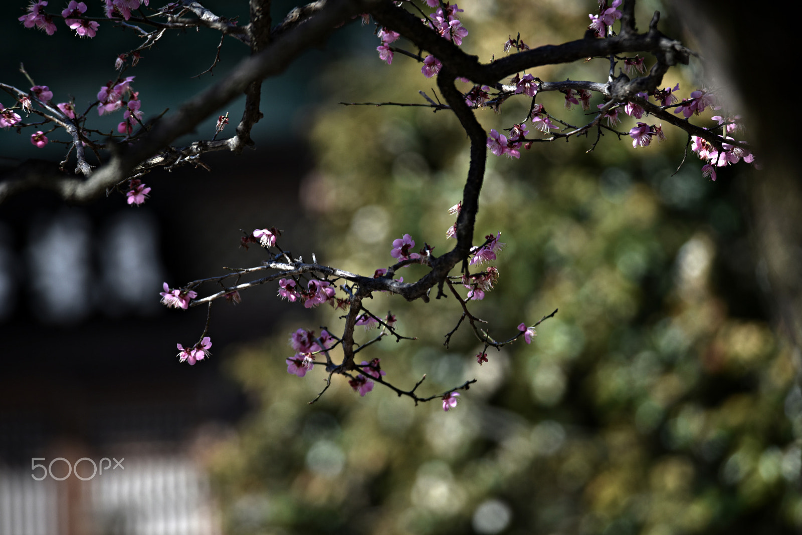 Nikon D810 sample photo. Apricot photography