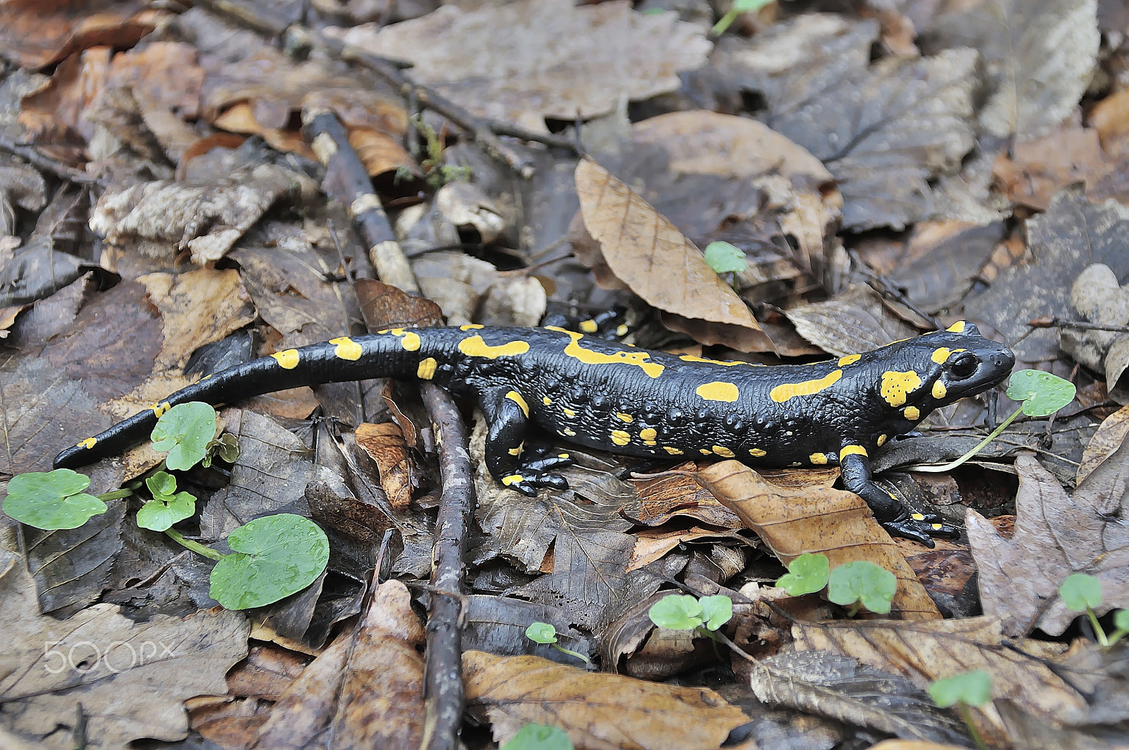 Nikon D5000 sample photo. Fire salamander (salamandra salamandra) in alps photography