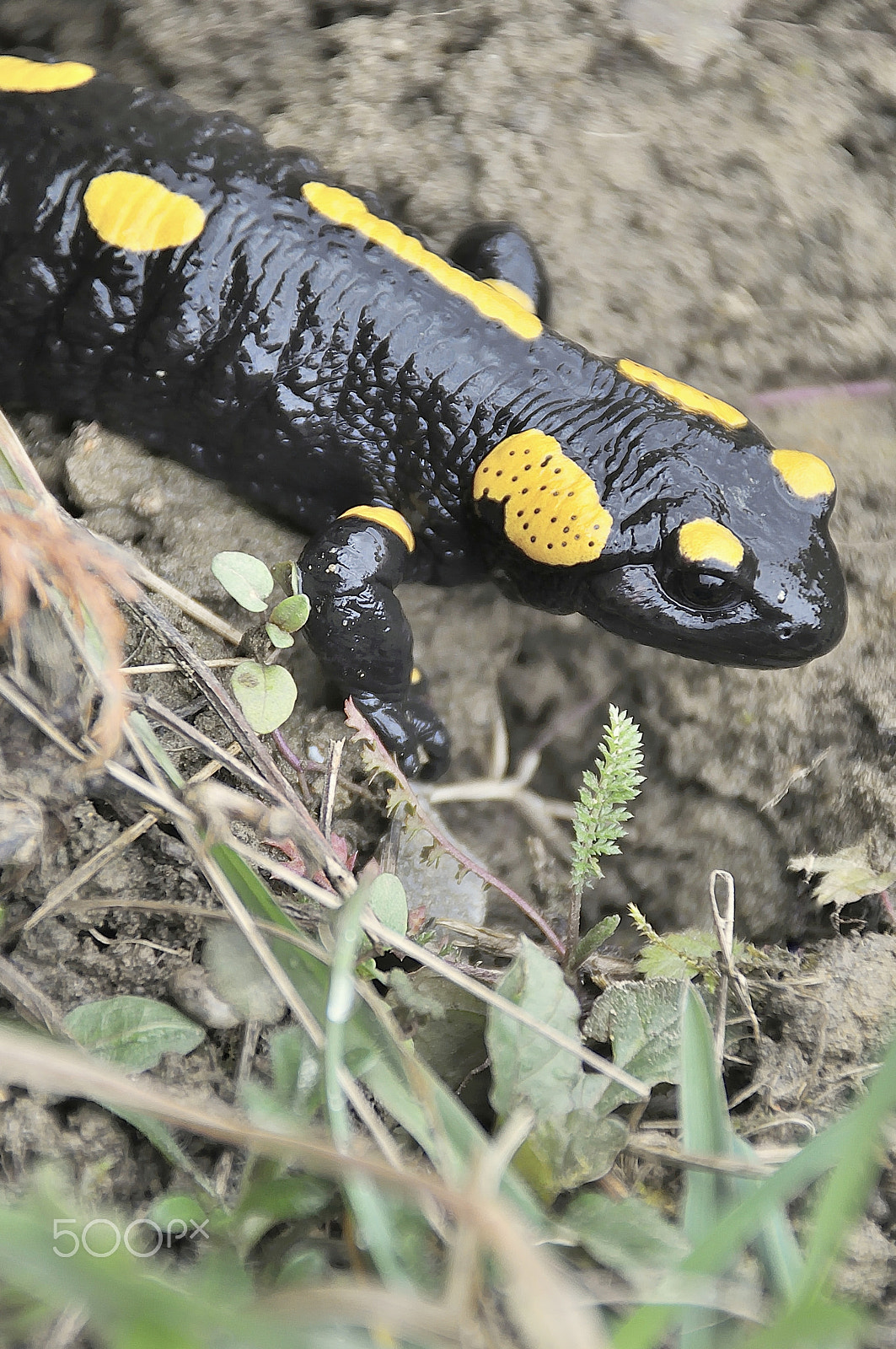 Nikon D5000 sample photo. Fire salamander (salamandra salamandra) in alps photography