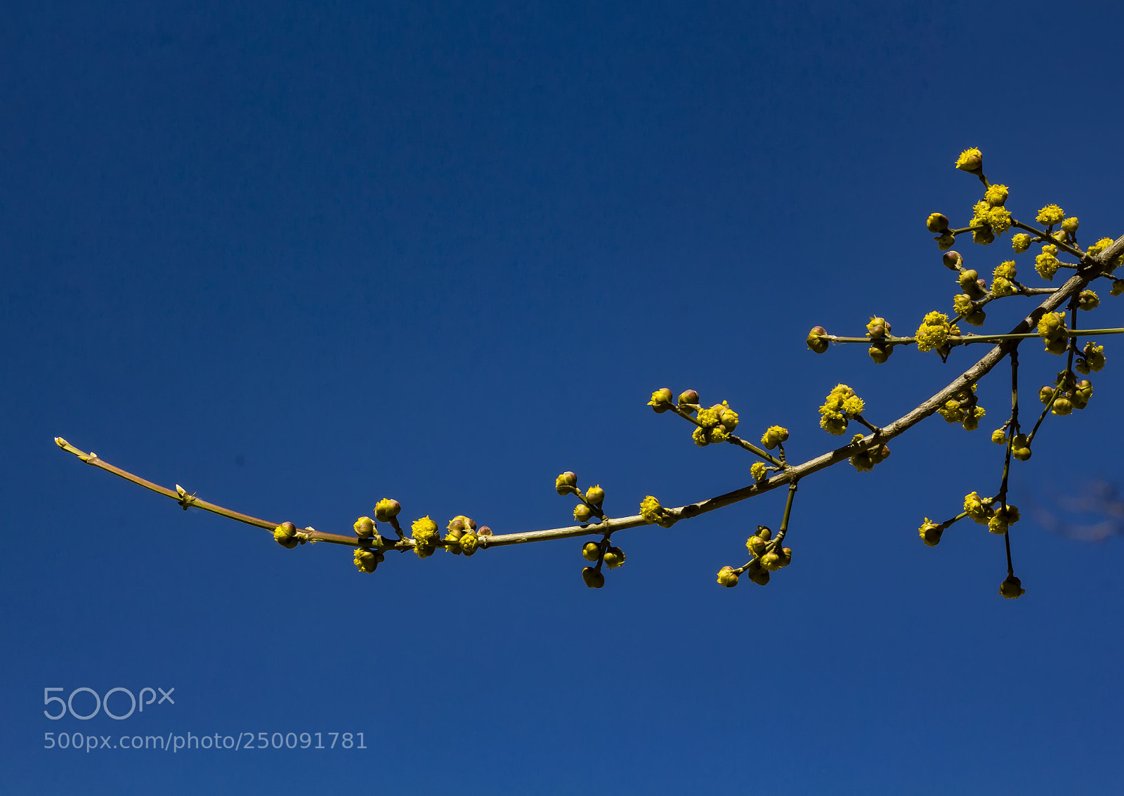 Canon EOS 60D sample photo. First spring flowers photography