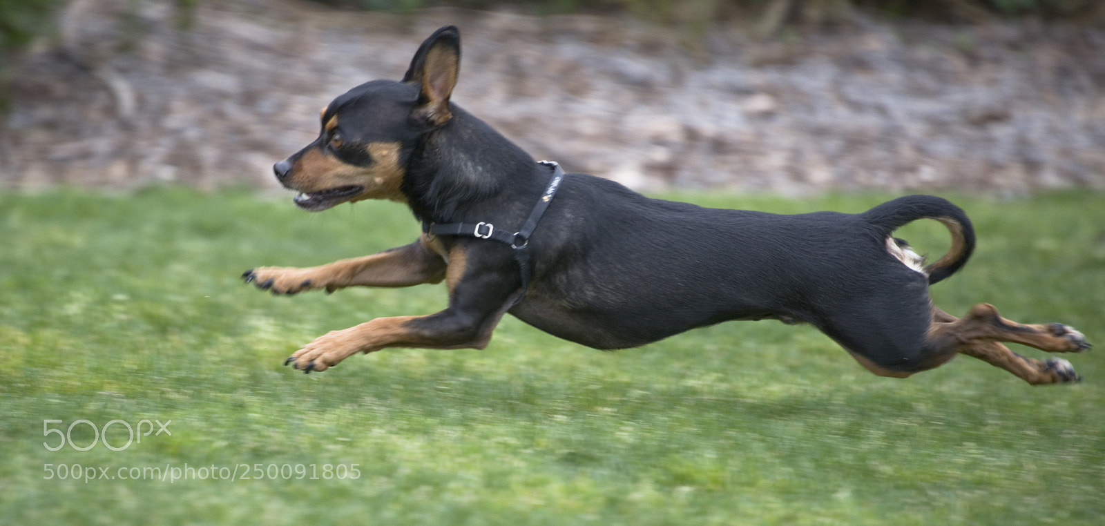 Nikon D750 sample photo. Small dog running on photography