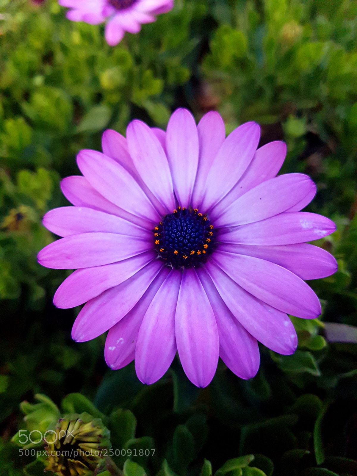 Samsung Galaxy S7 sample photo. ♡flower♡ photography