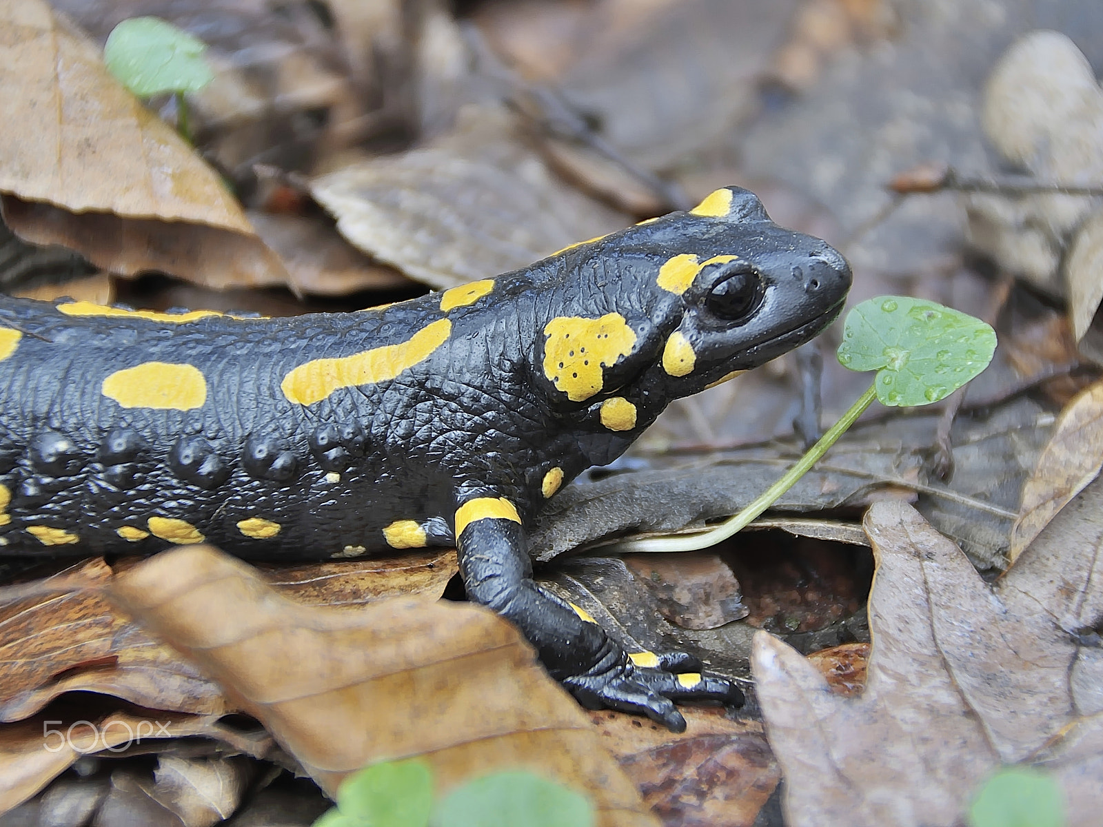 Nikon D5000 sample photo. Fire salamander (salamandra salamandra) in alps photography