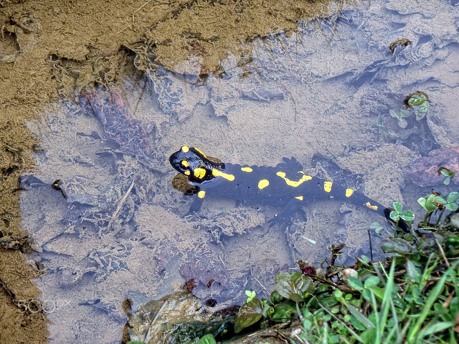 Olympus TG-830 sample photo. Fire salamander (salamandra salamandra) in alps photography