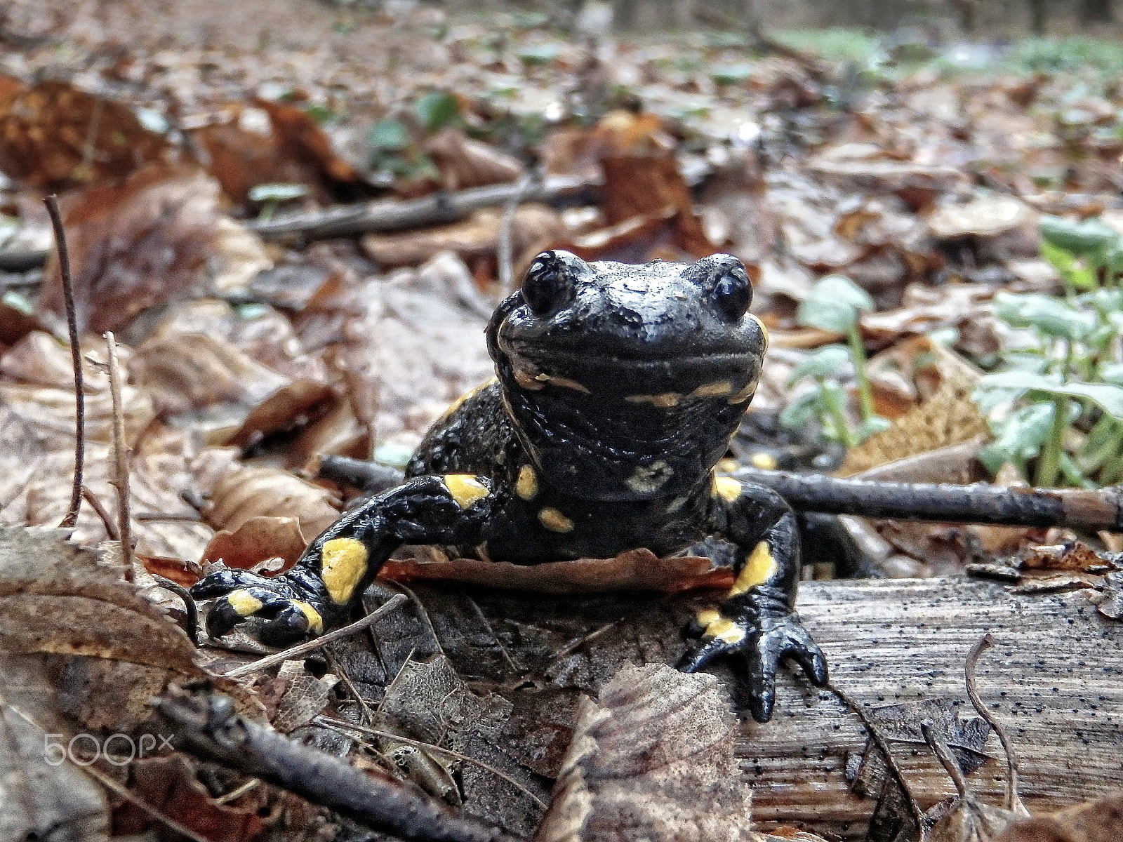 Olympus TG-830 sample photo. Fire salamander (salamandra salamandra) in alps photography