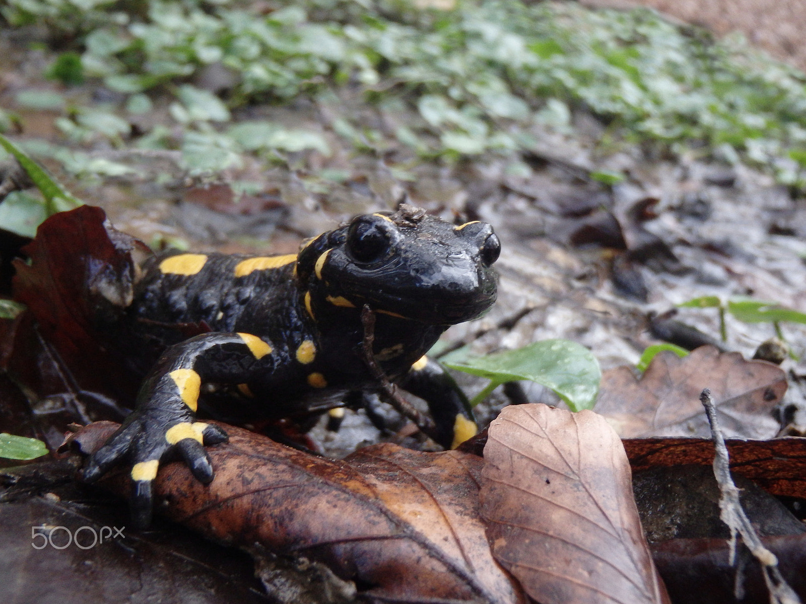 Olympus TG-830 sample photo. Fire salamander (salamandra salamandra) in alps photography