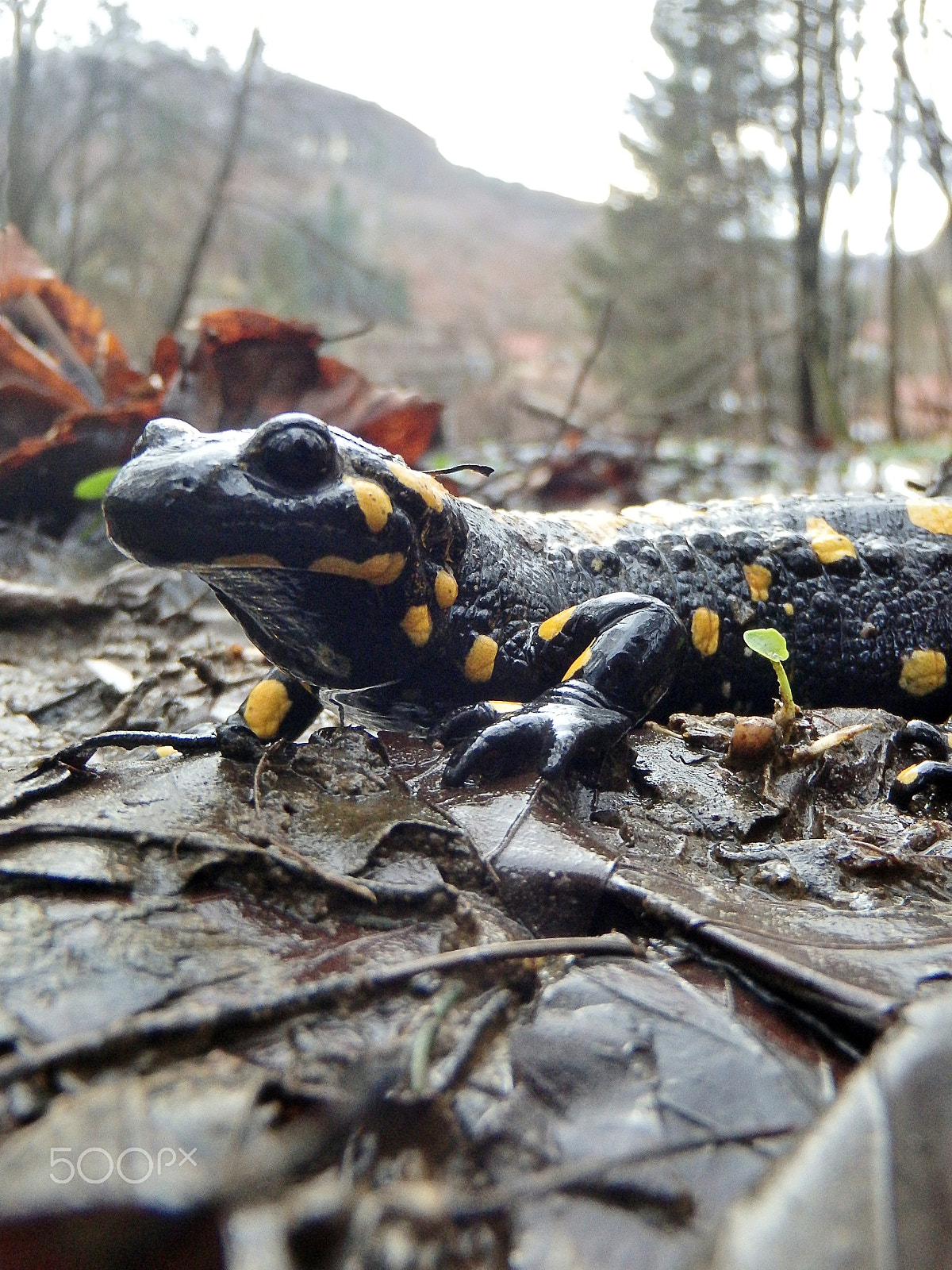 Olympus TG-830 sample photo. Fire salamander (salamandra salamandra) in alps photography