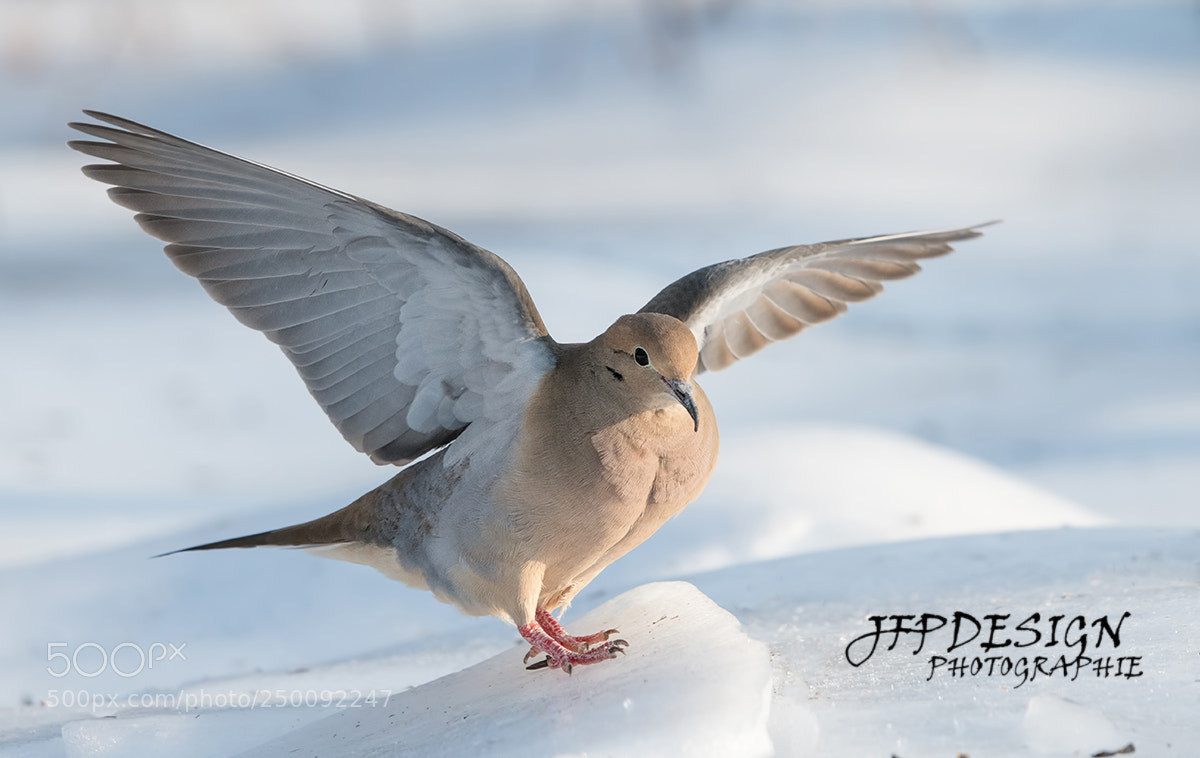 Nikon D500 sample photo. Tourterelle triste / mourning dove photography