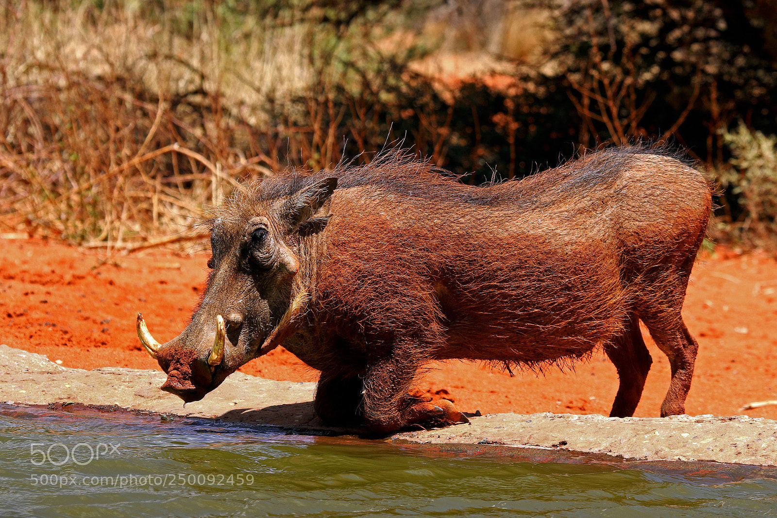 Canon EOS 70D sample photo. Picture of the day photography