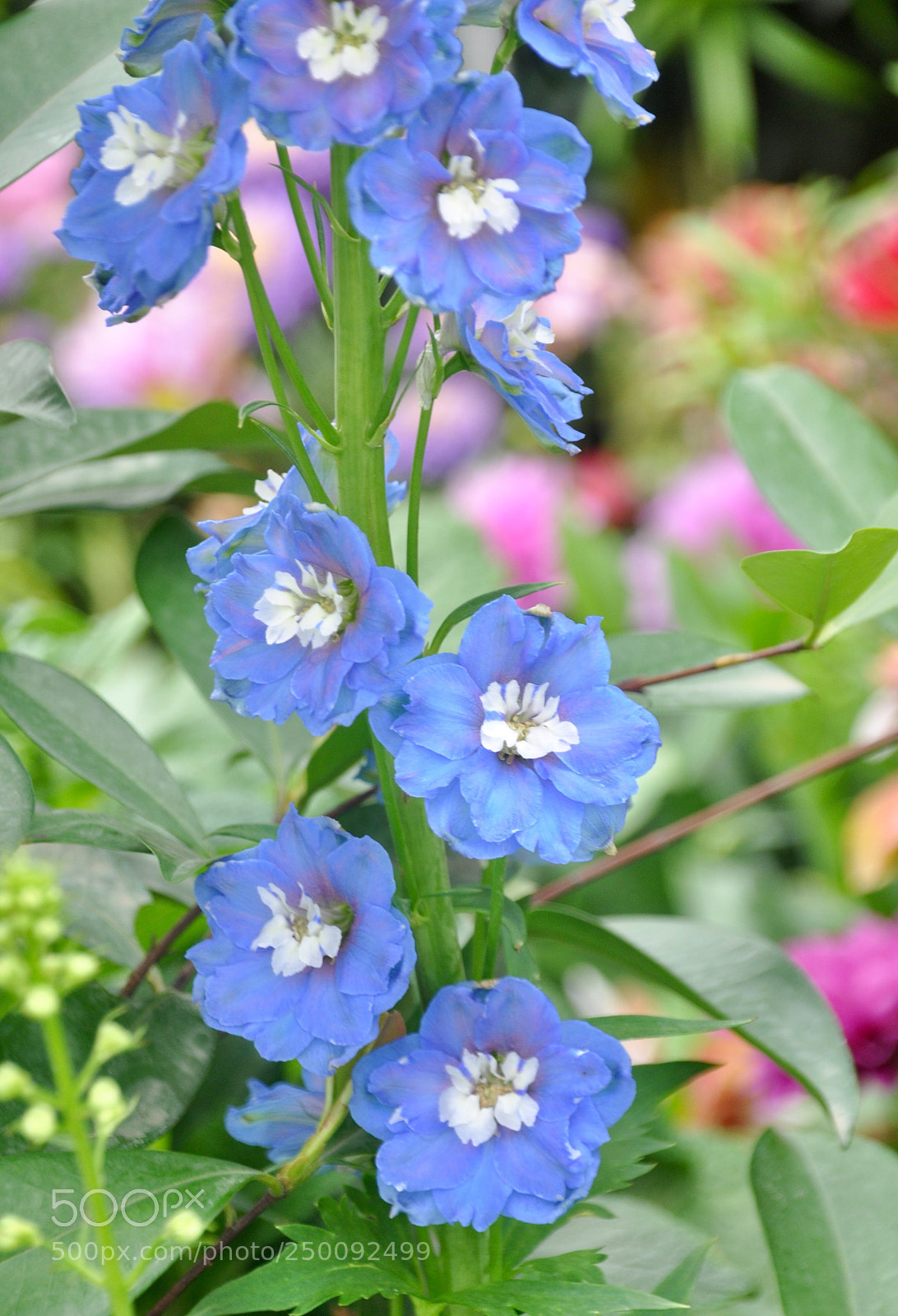 Nikon D90 sample photo. Little flower photography