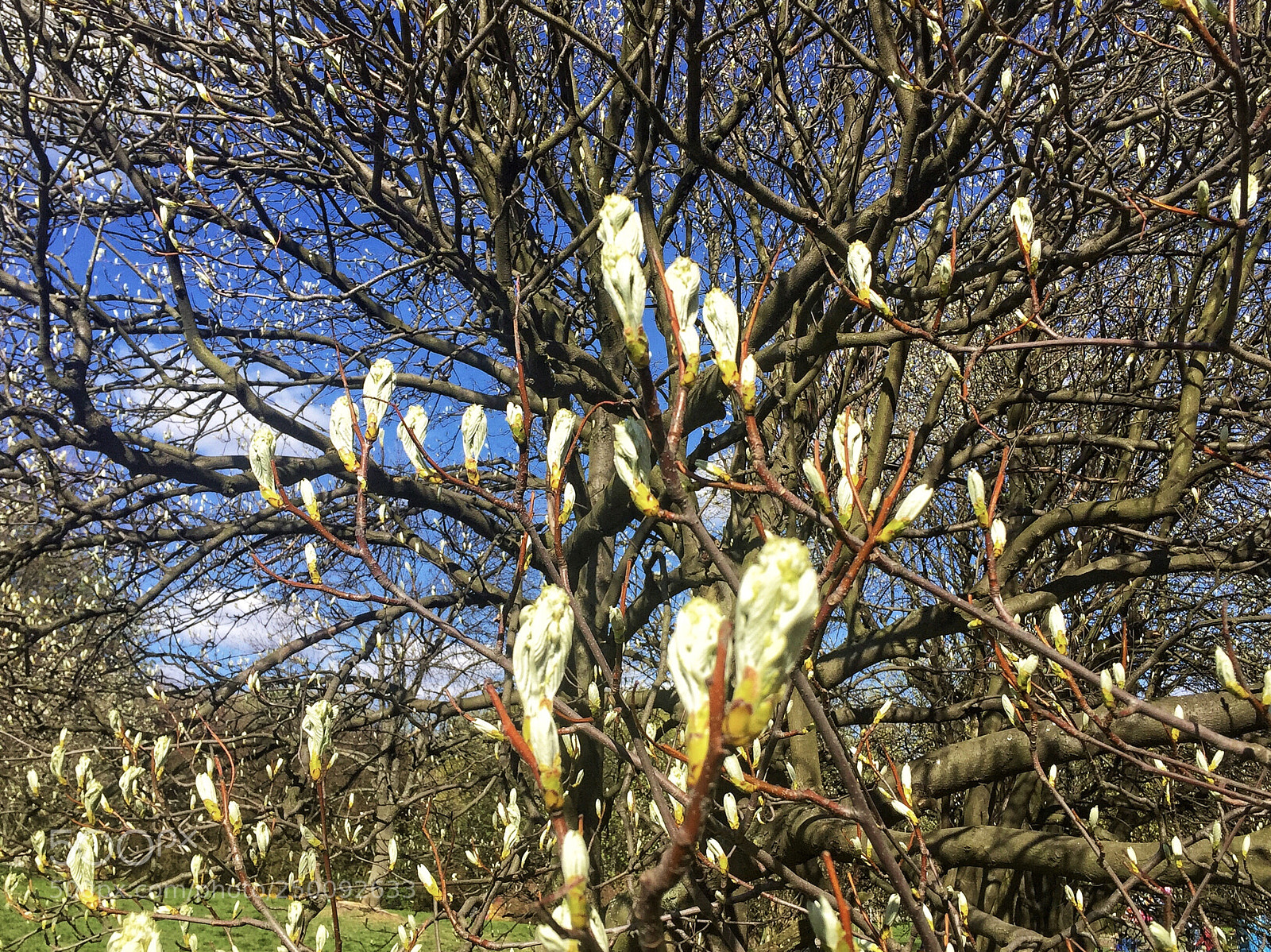 Apple iPhone 6 sample photo. ..happy spring time everyone !:) photography