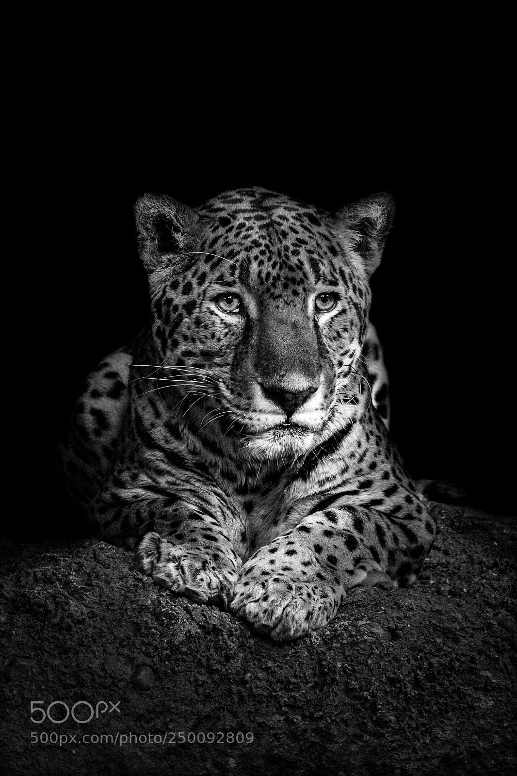 Canon EOS 40D sample photo. Jaguar photography