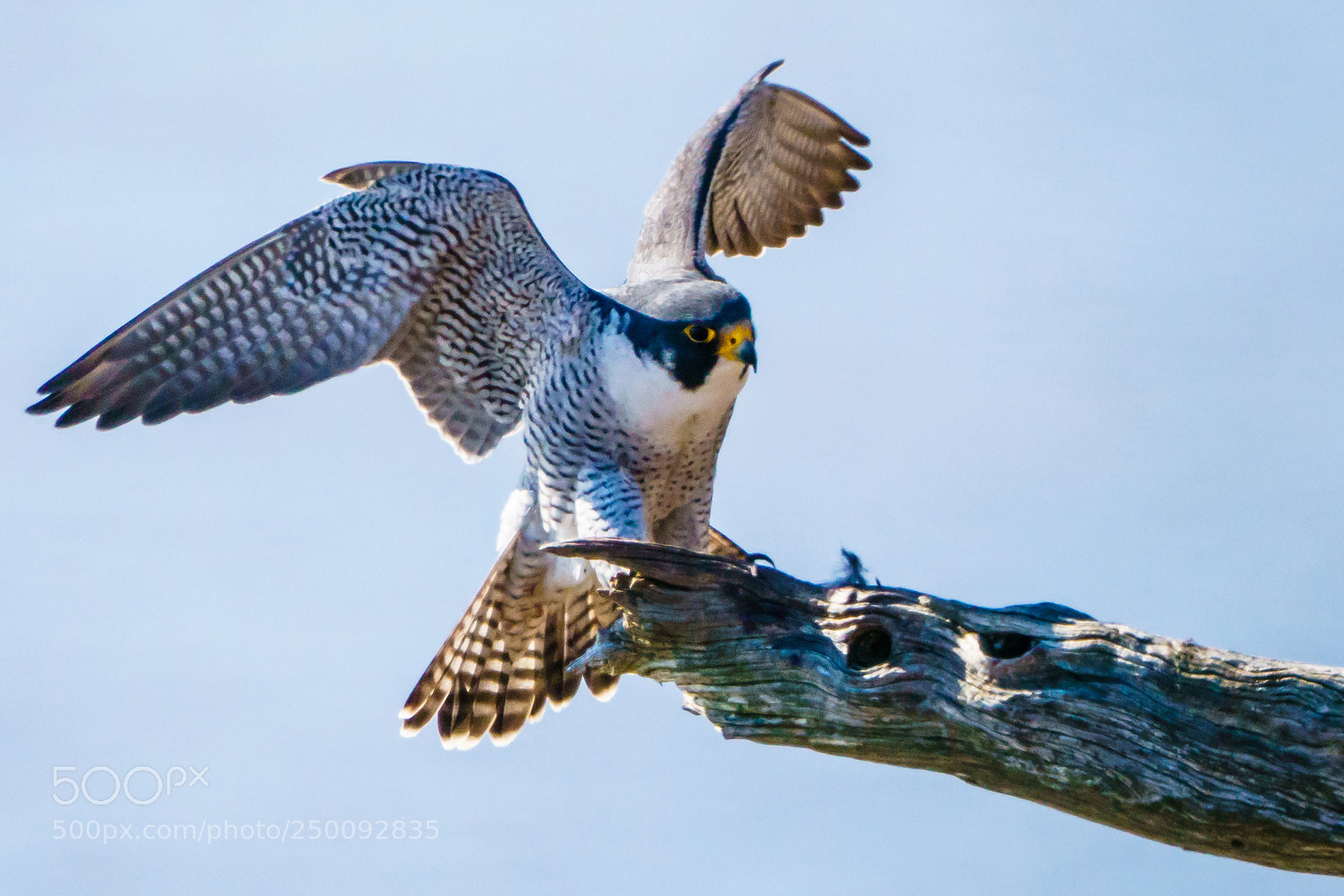 Sony a6300 sample photo. Peregrine falcon landing photography