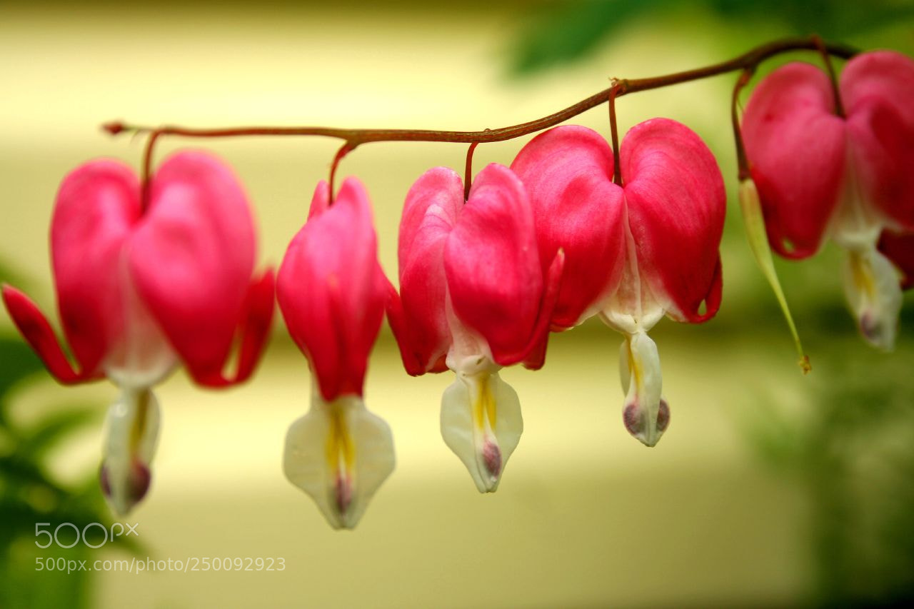 Canon EOS 350D (EOS Digital Rebel XT / EOS Kiss Digital N) sample photo. Bleeding hearts of spring photography
