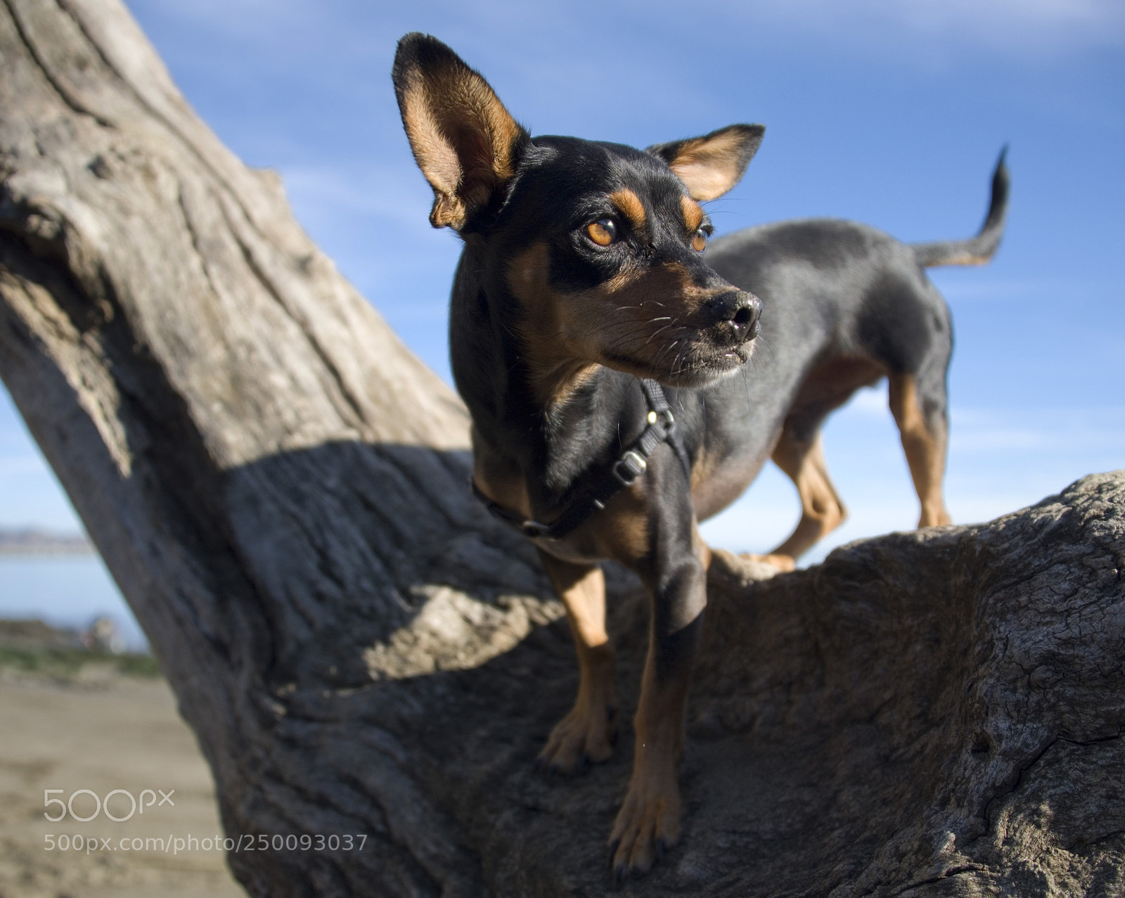 Nikon D750 sample photo. Small dog posing on photography
