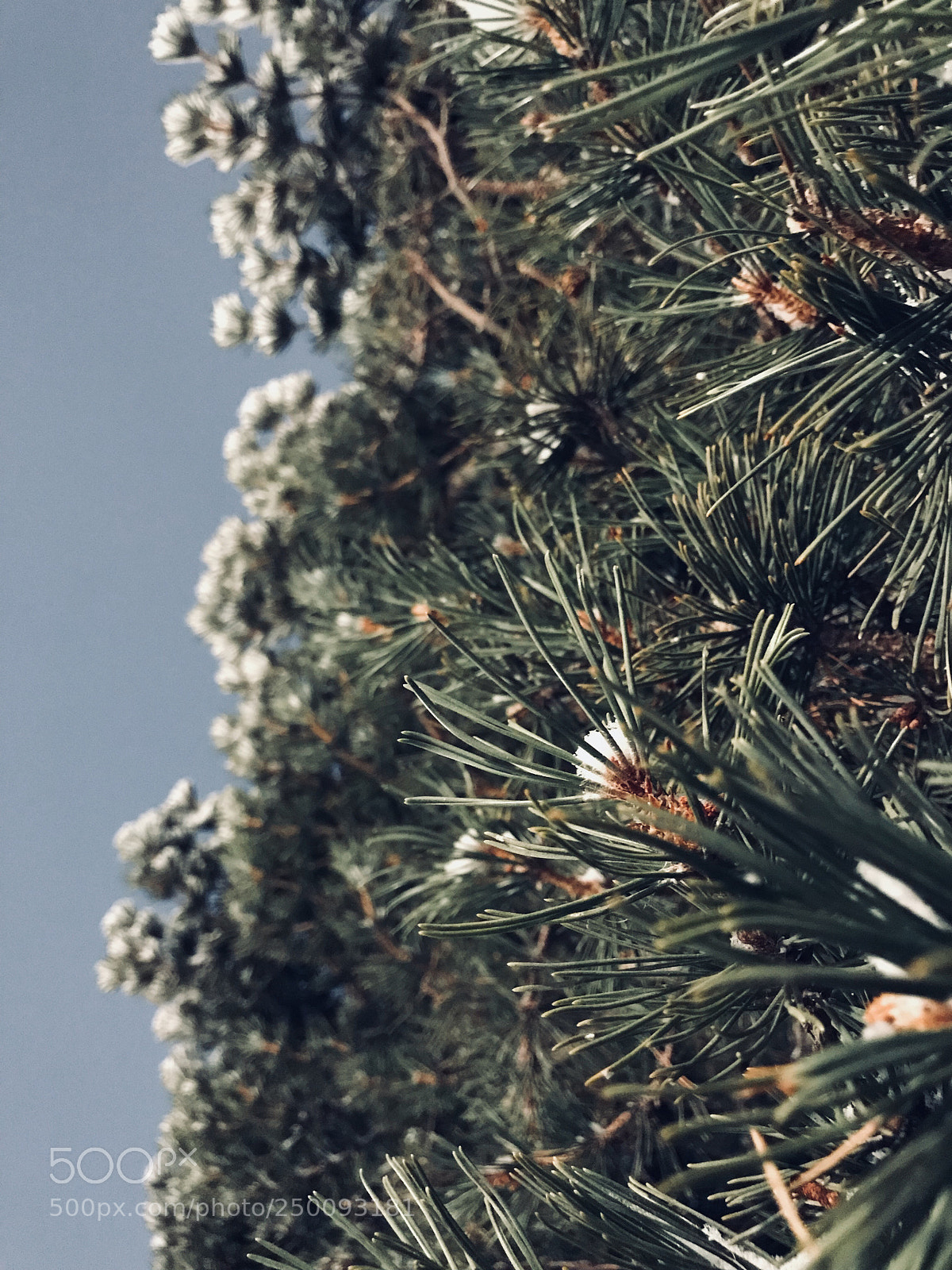 Apple iPhone 7 sample photo. Winter branch photography