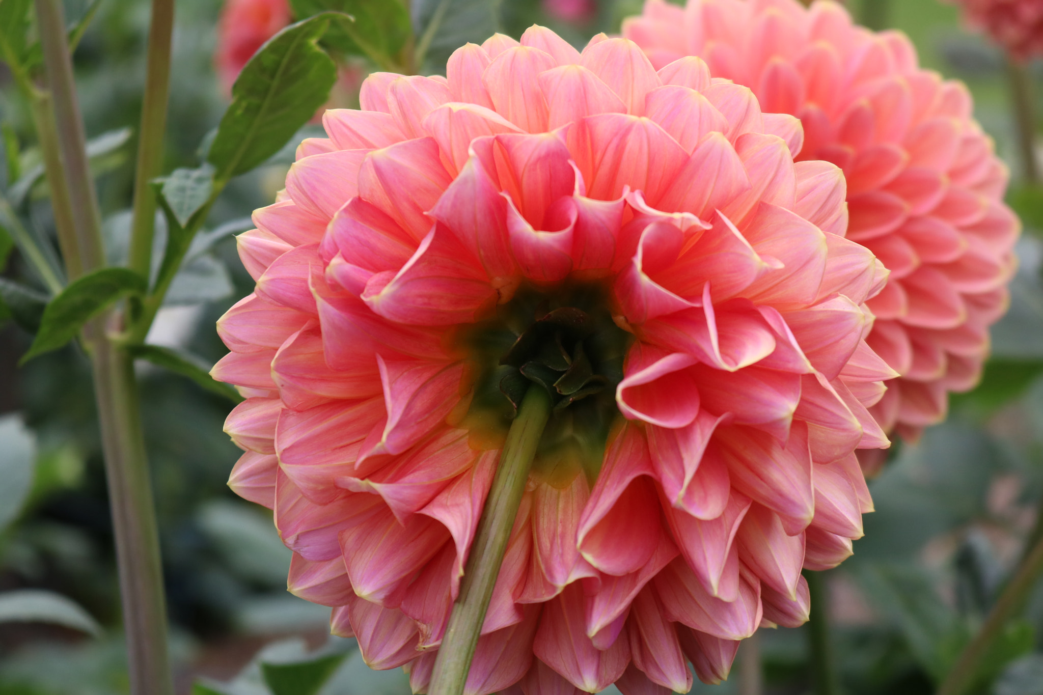 Canon EOS 760D (EOS Rebel T6s / EOS 8000D) sample photo. Dahlias photography