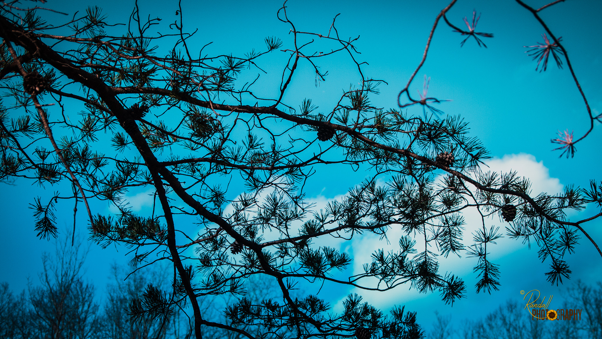 Olympus PEN E-PL1 sample photo. Pine tree under the turquoise sky photography