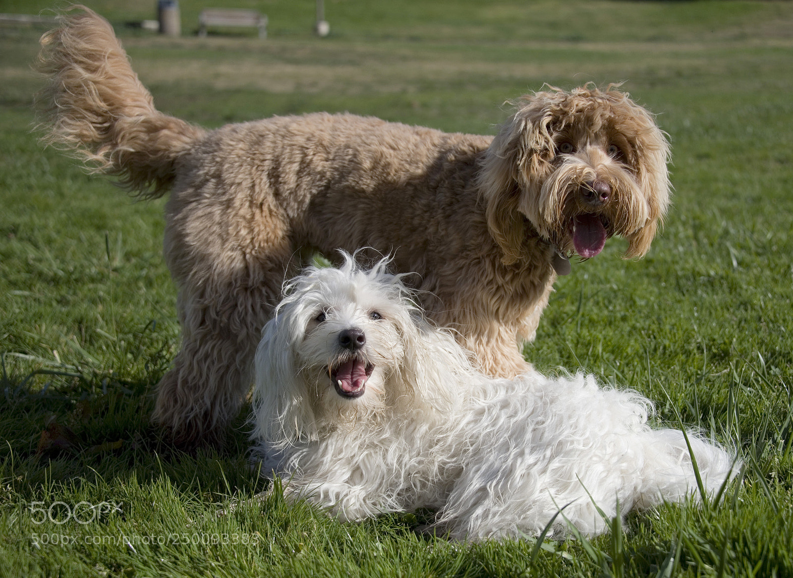 Nikon D750 sample photo. Two dogs in a photography