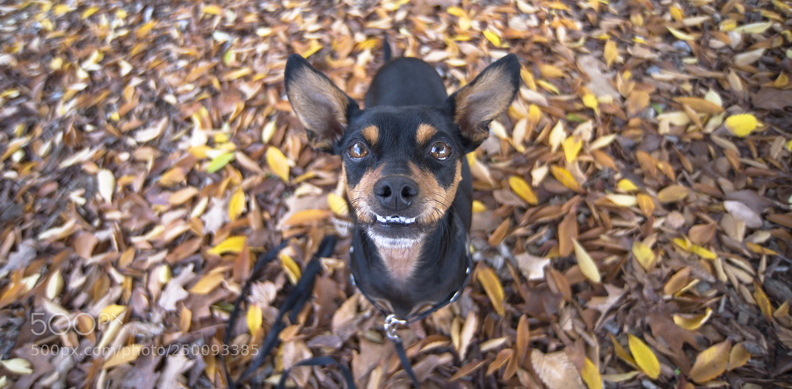 Nikon D750 sample photo. Small dog smiling in photography