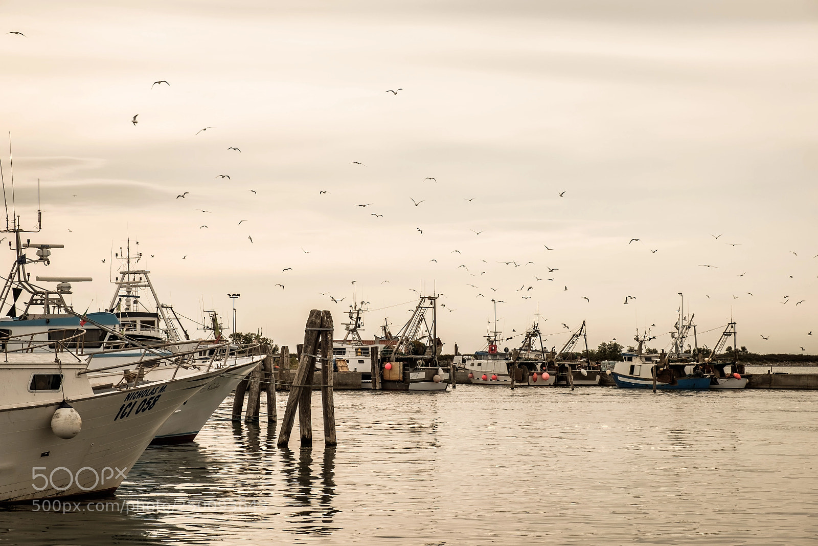 Fujifilm X-E2 sample photo. Gabbiani photography