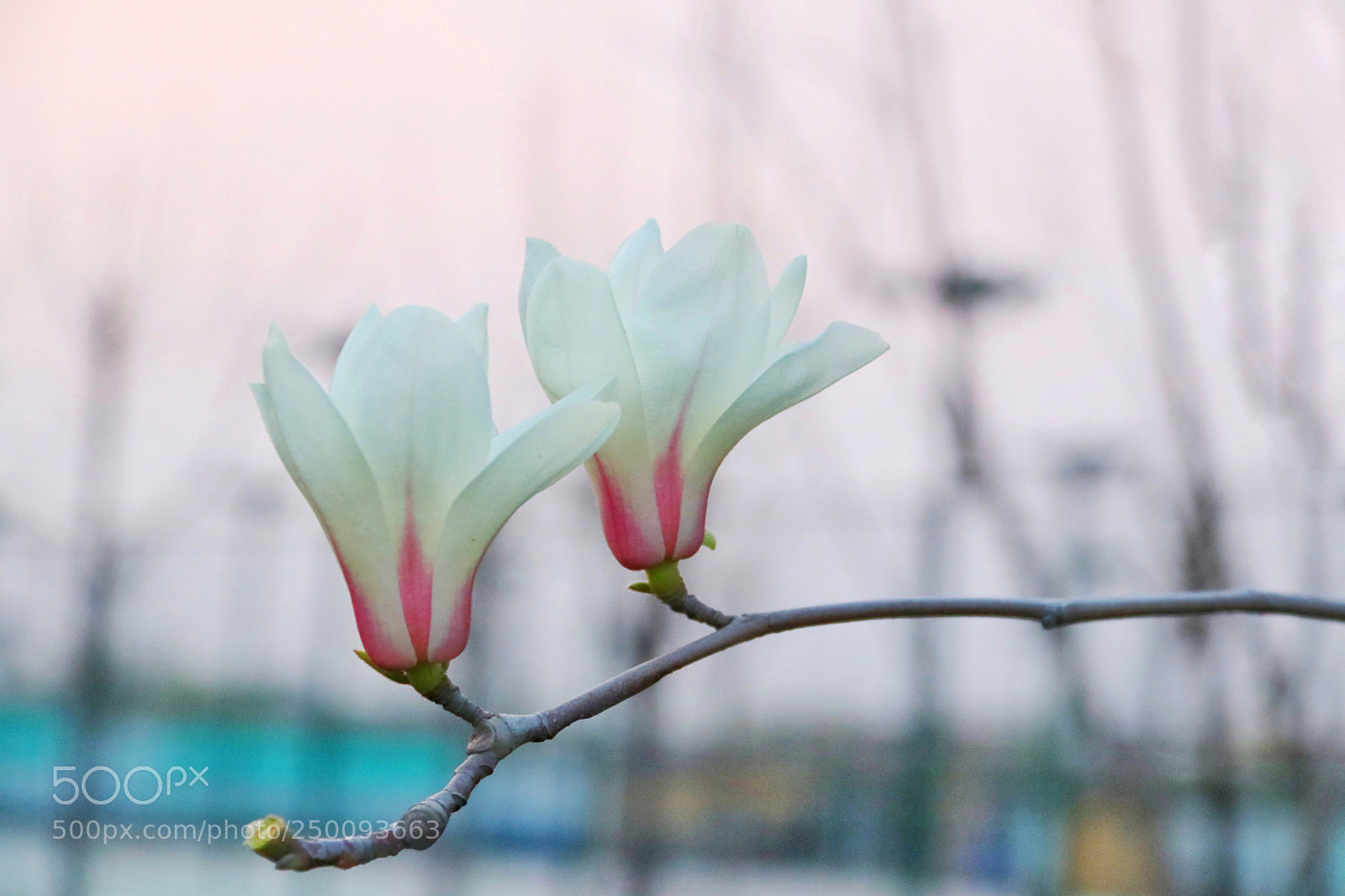 Canon EOS 80D sample photo. 暮色中的白玉兰 photography