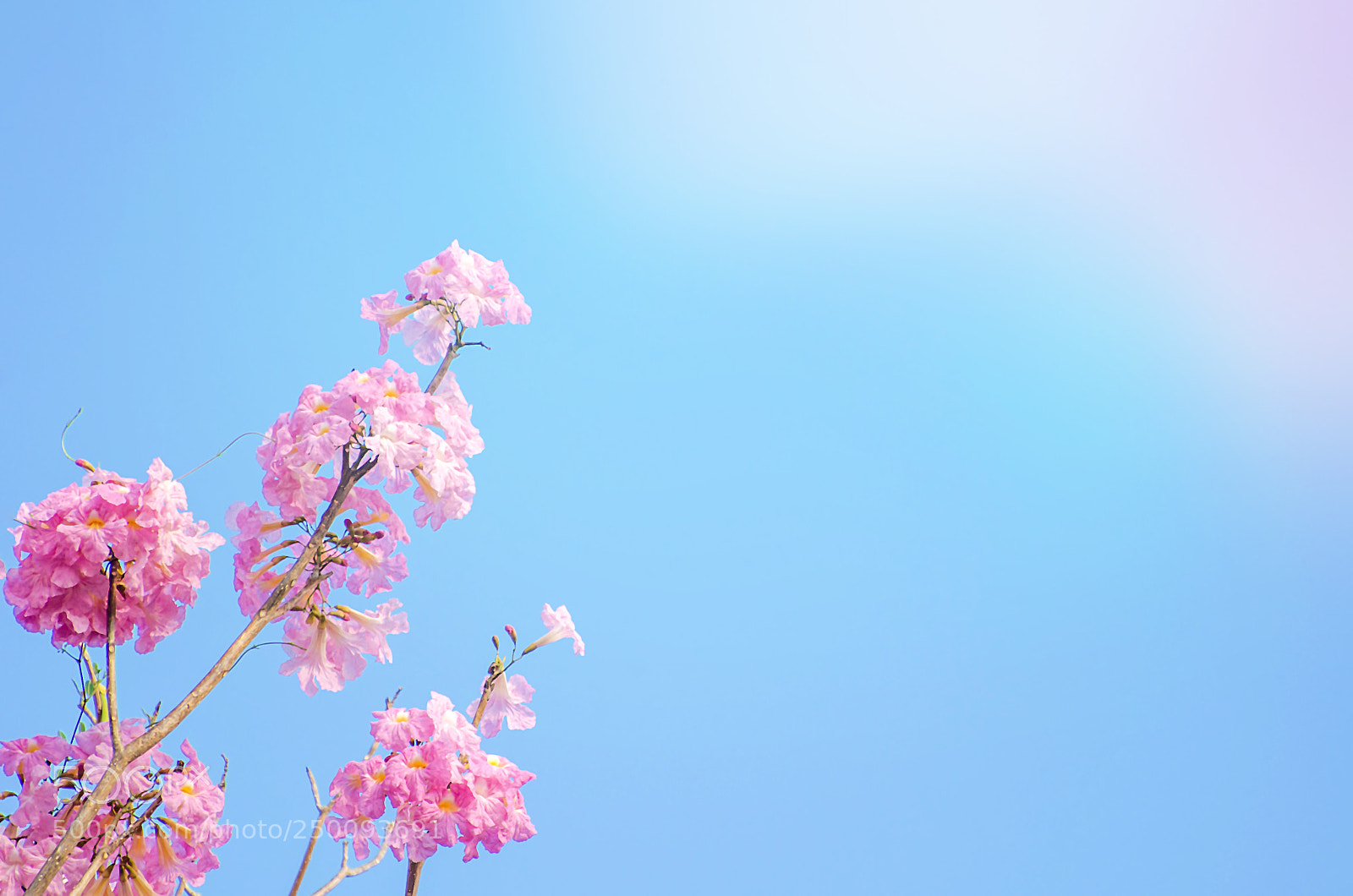Nikon D5100 sample photo. Pink trumpet tree, tabebuia photography