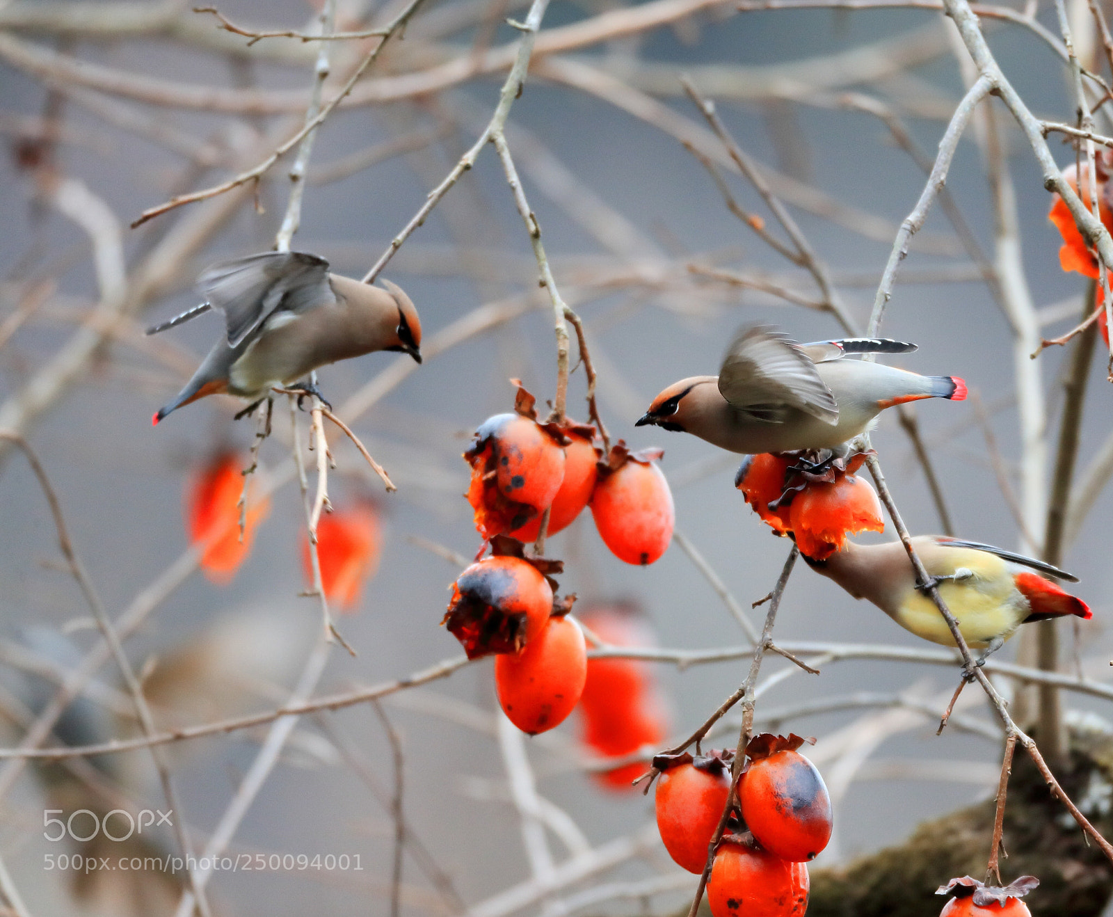 Canon EOS-1D X Mark II sample photo. ヒレンジャク japanese waxwing  photography