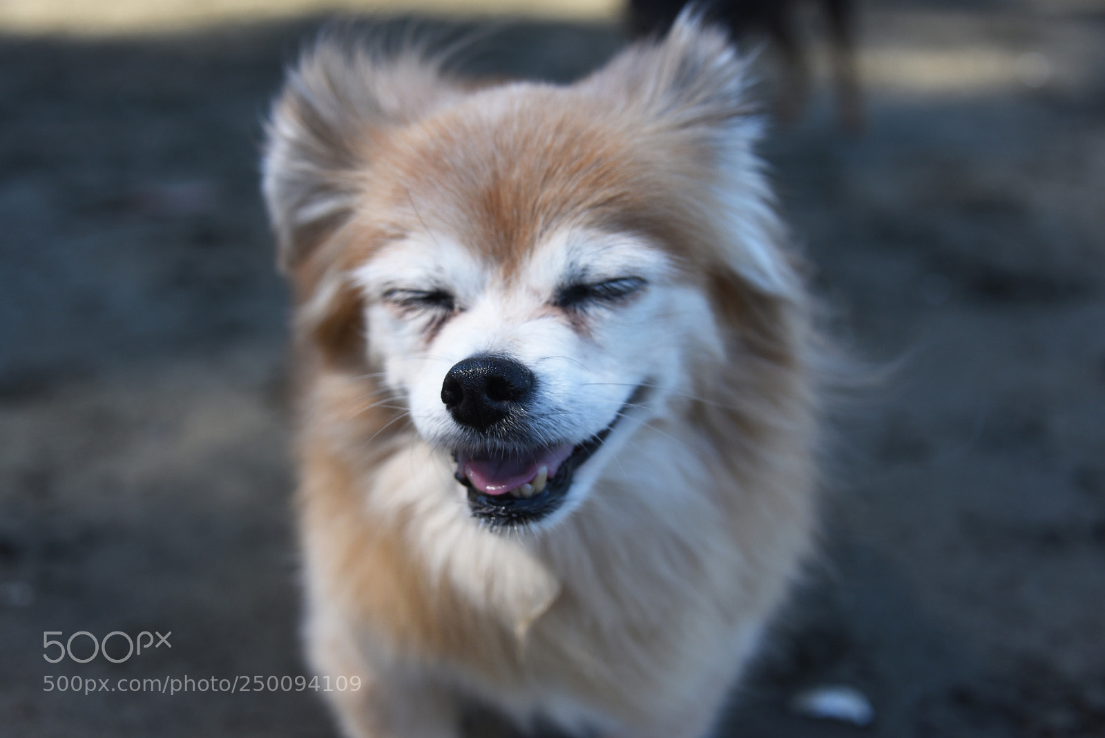 Nikon D750 sample photo. Smiling older dog photography