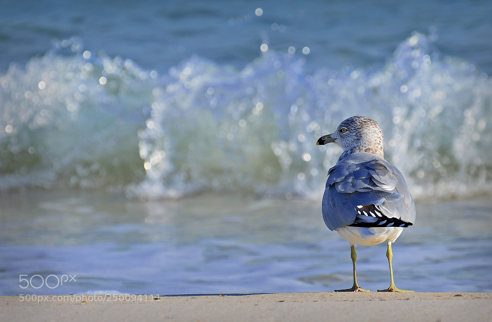 Nikon D7000 sample photo. Think i will stay photography