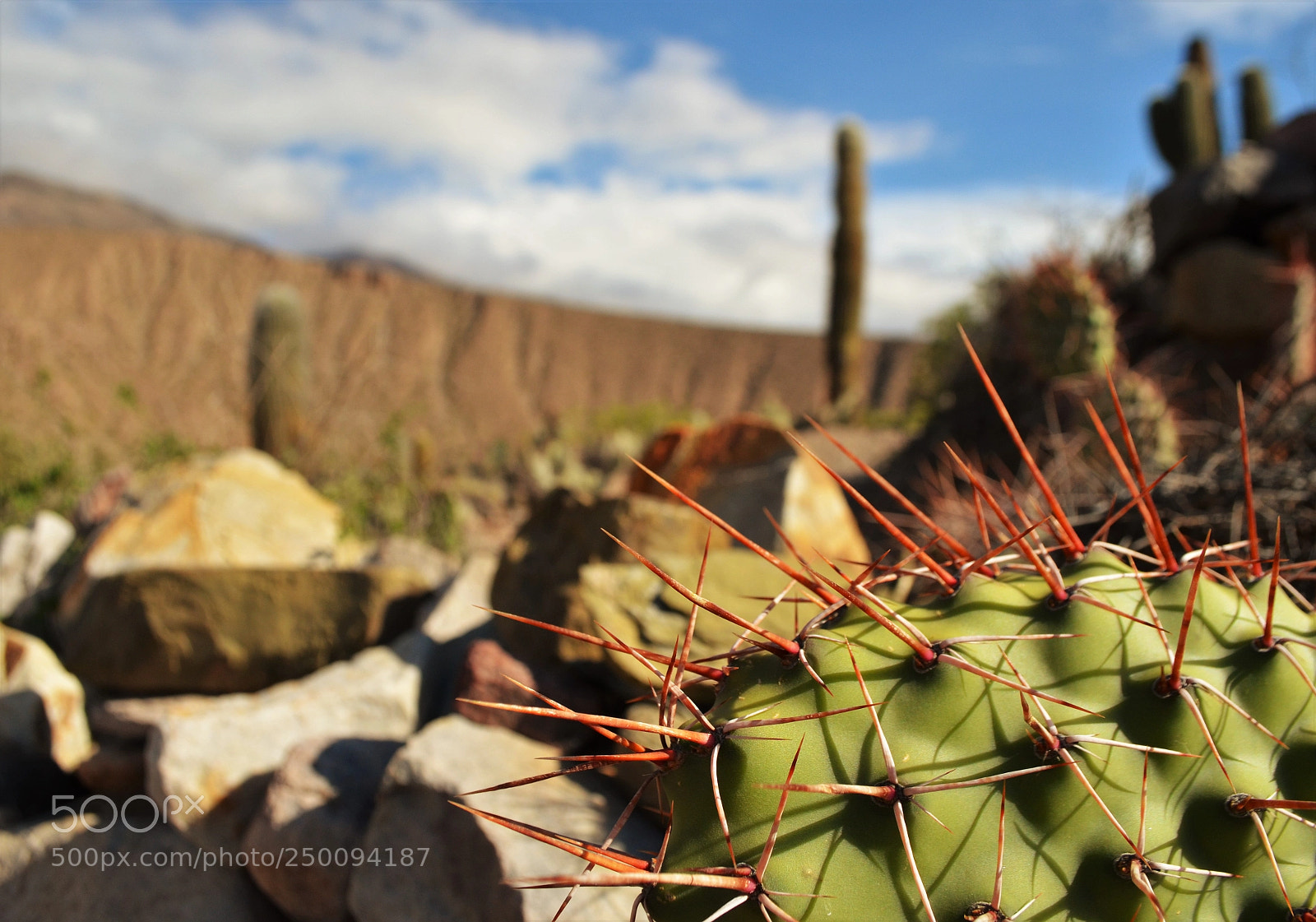 Nikon D5100 sample photo. Untitled photography