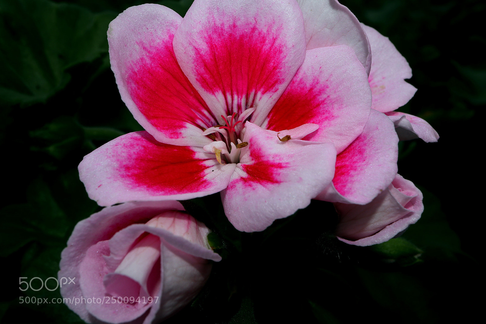 Canon EOS M5 sample photo. Zonalle photography