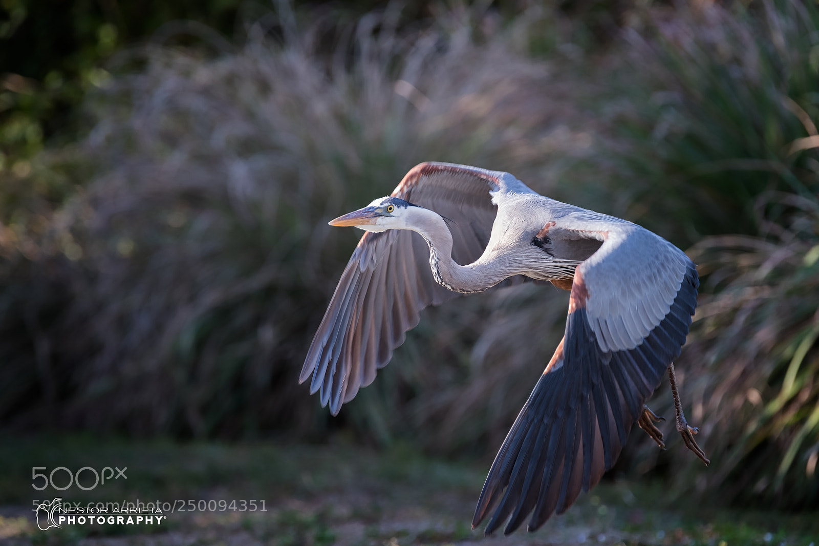 Canon EOS-1D X Mark II sample photo. Heron photography