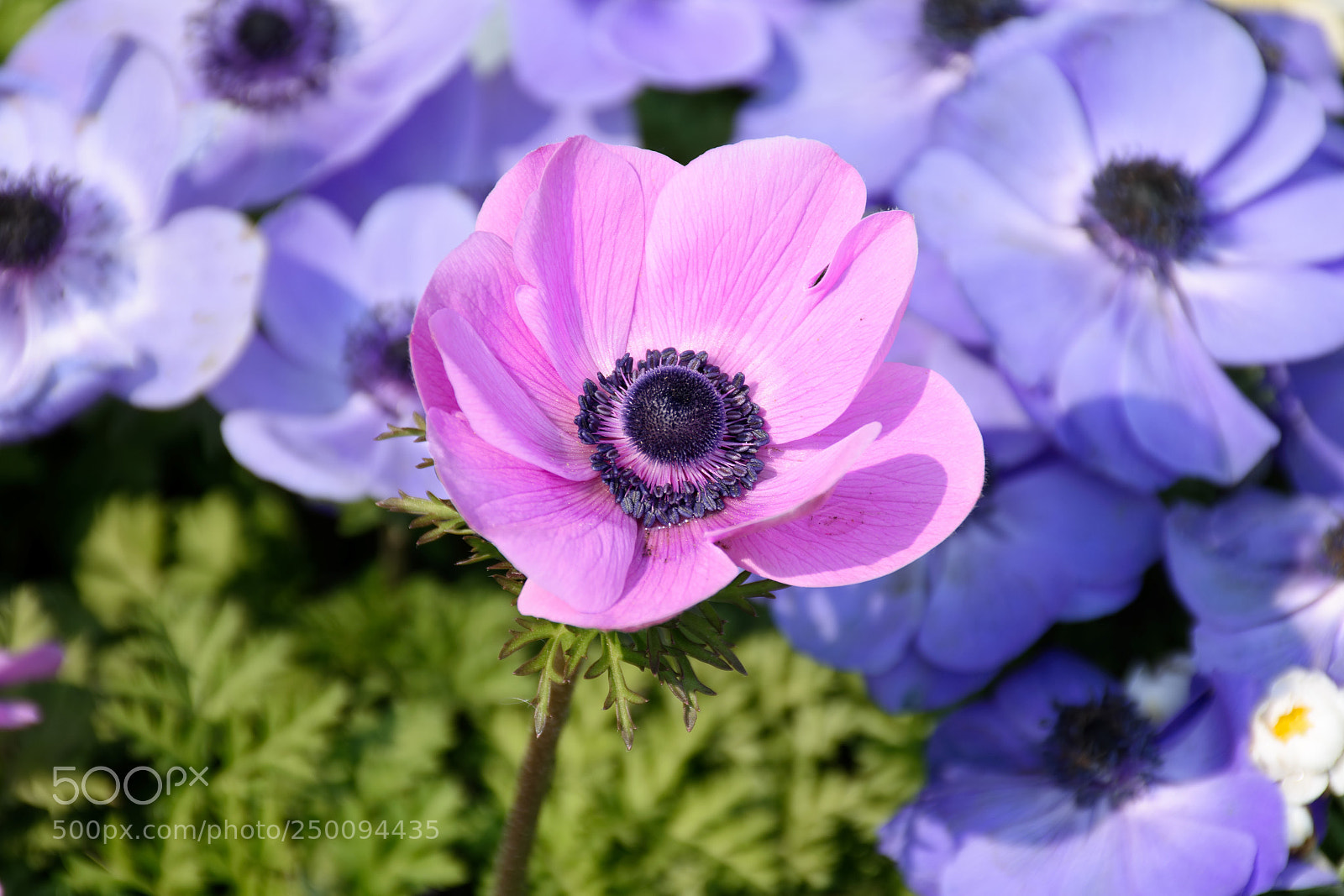 Nikon D7200 sample photo. Anemones photography