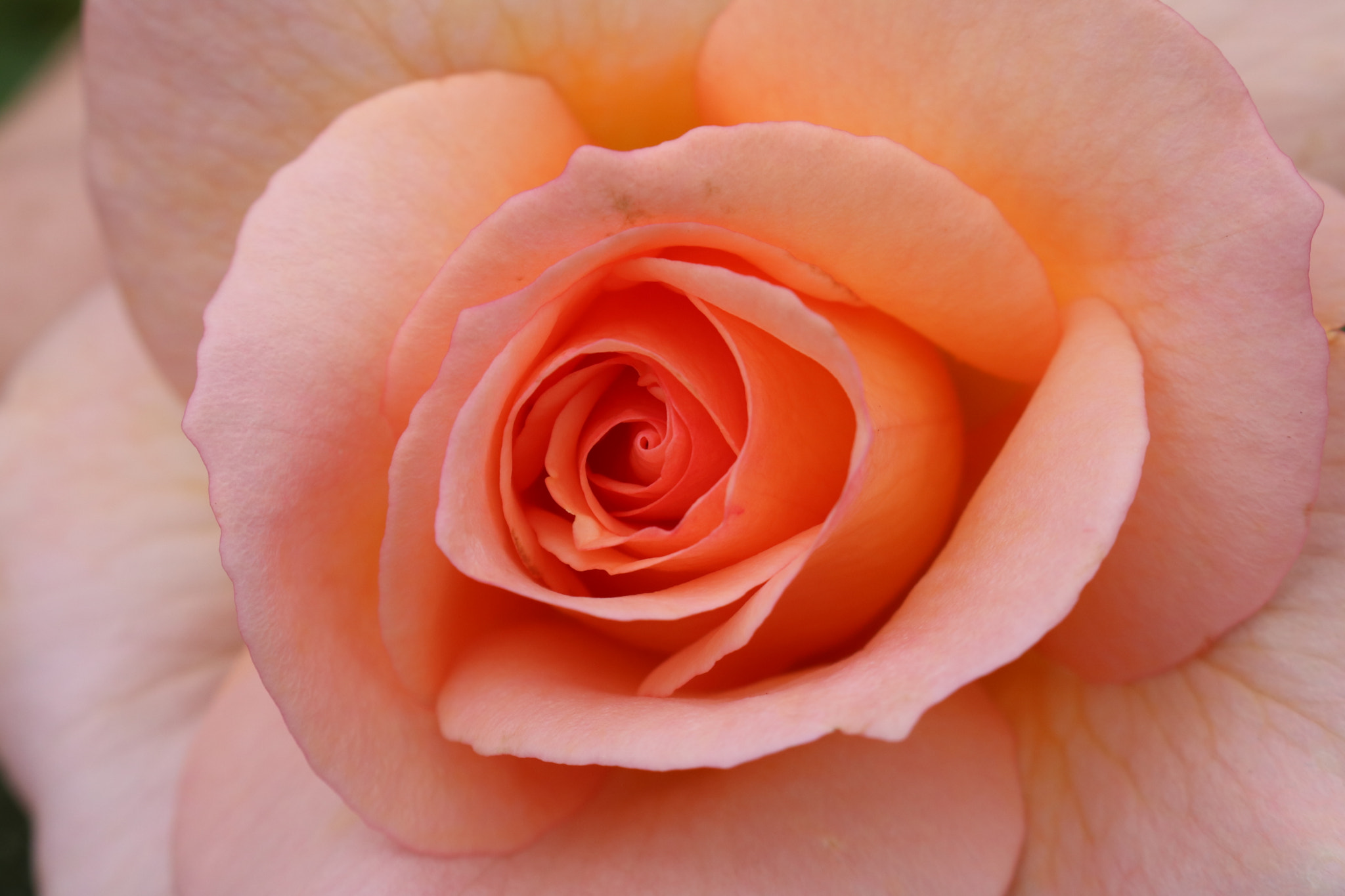 Canon EOS 760D (EOS Rebel T6s / EOS 8000D) sample photo. Rose photography