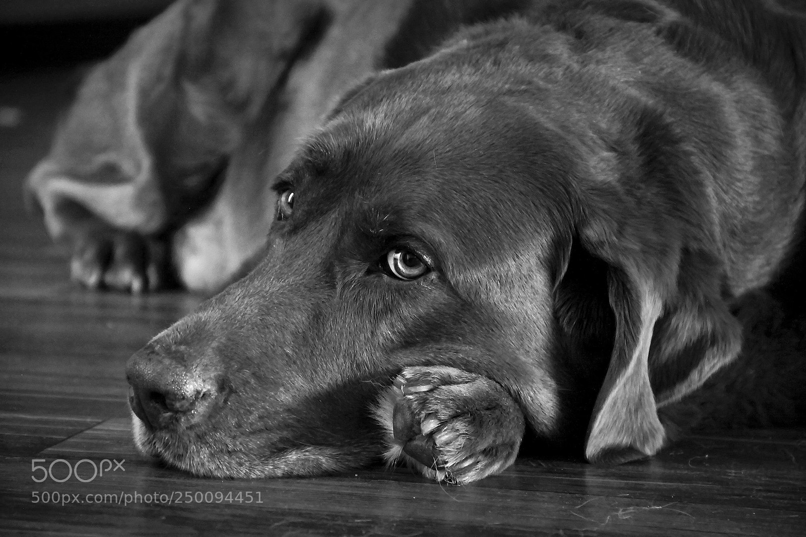 Canon EOS 50D sample photo. Choco photography