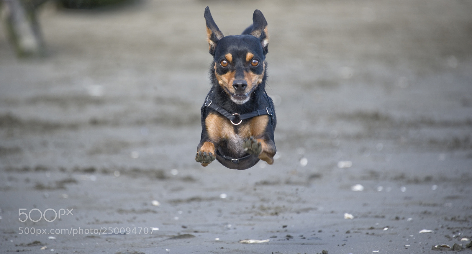 Nikon D750 sample photo. Flying dog! photography