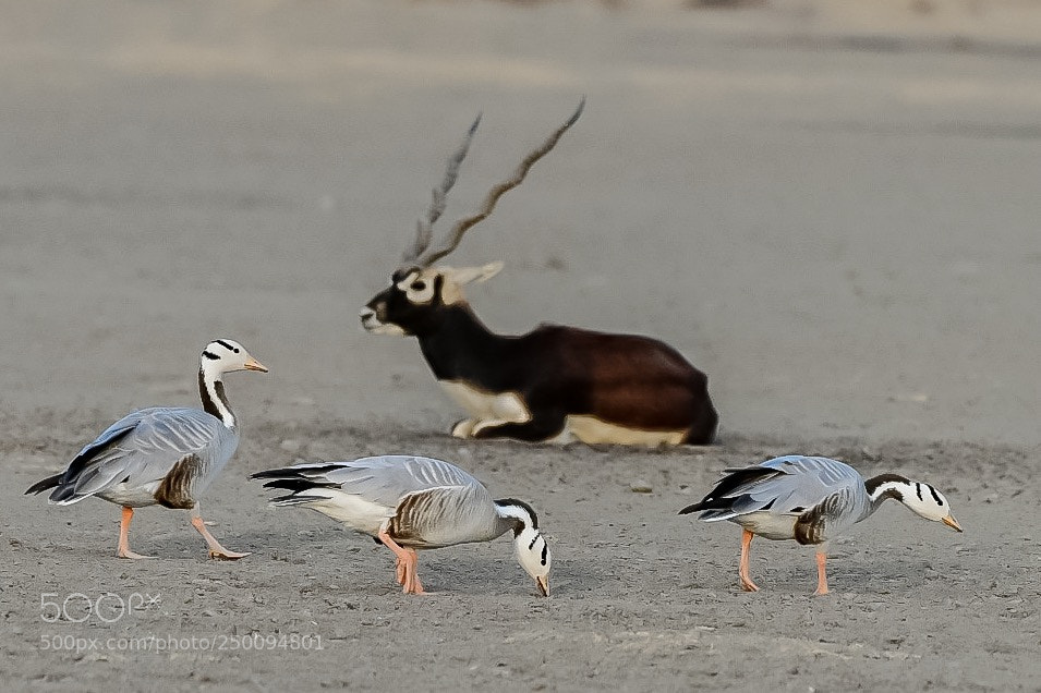 Nikon D500 sample photo. The goose and blackbuck photography