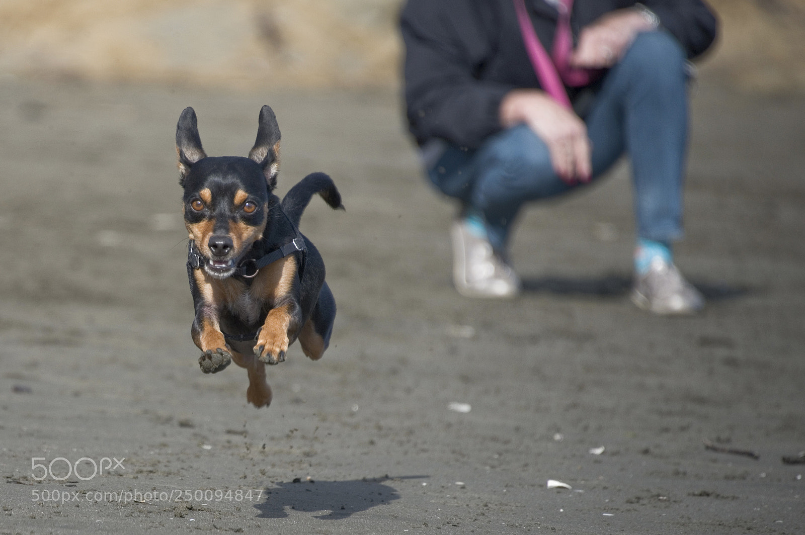 Nikon D750 sample photo. Small dog running on photography