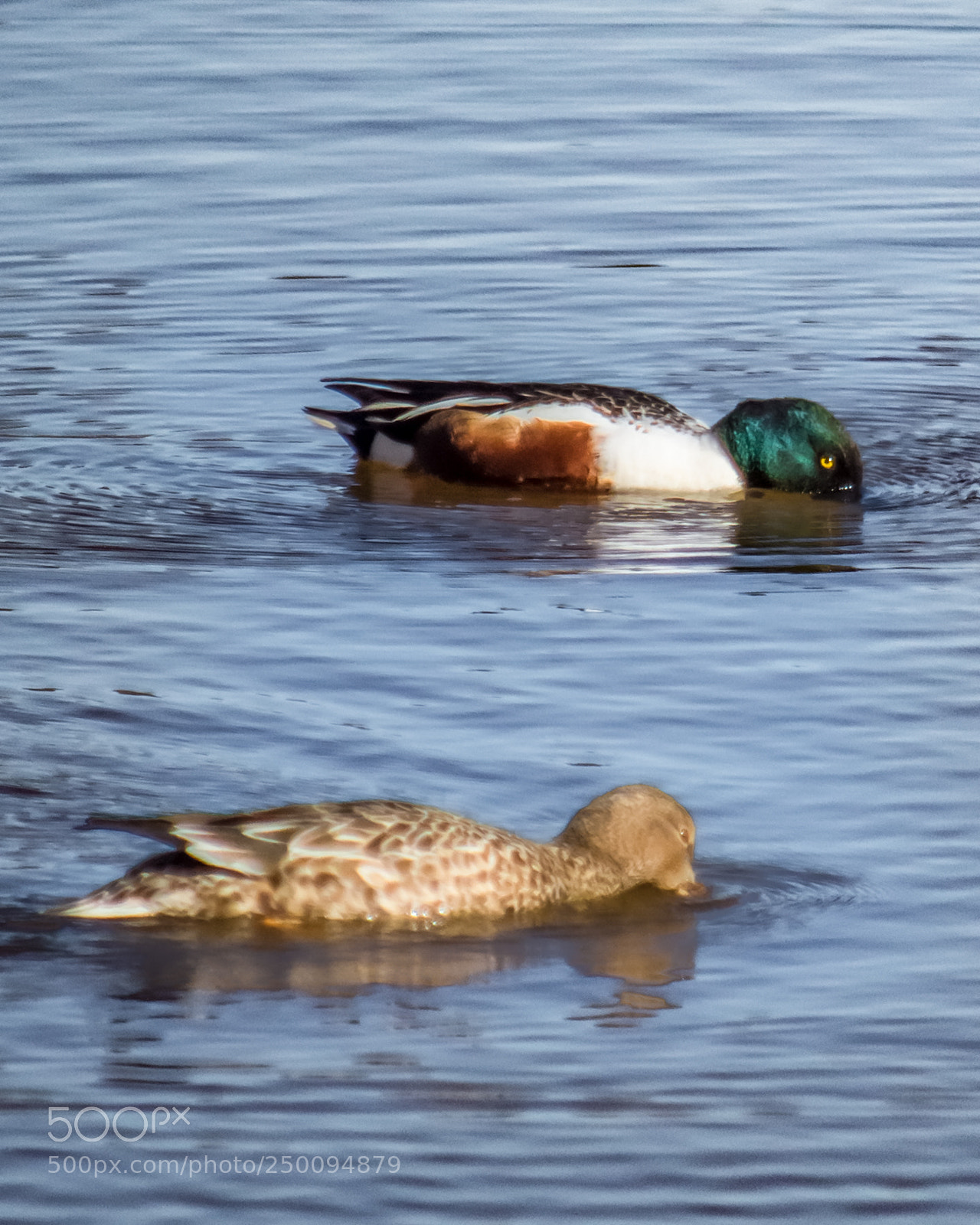 Nikon D7200 sample photo. The mating game photography
